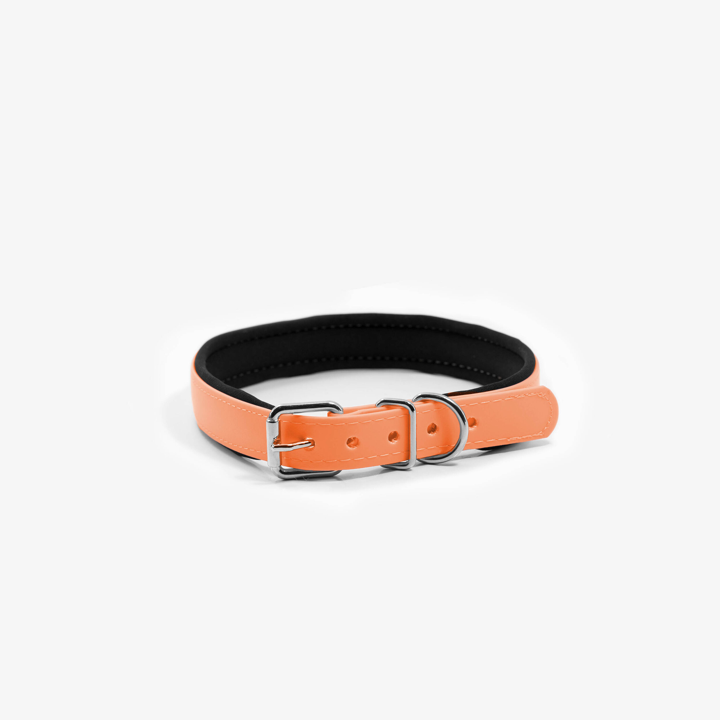 orange collar .jpg