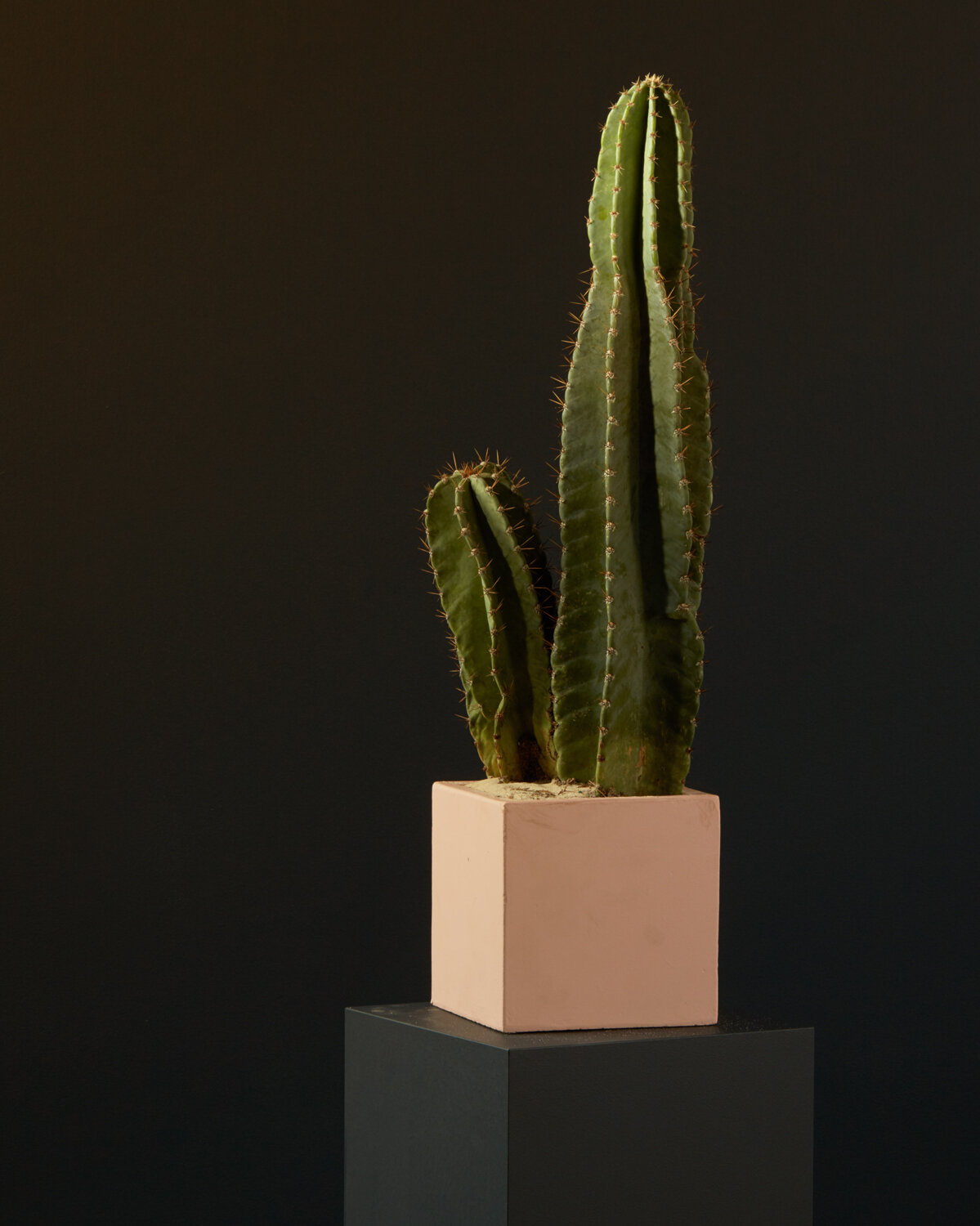Il siero di cactus è la nuova scoperta per proteggerti dalla secchezza.