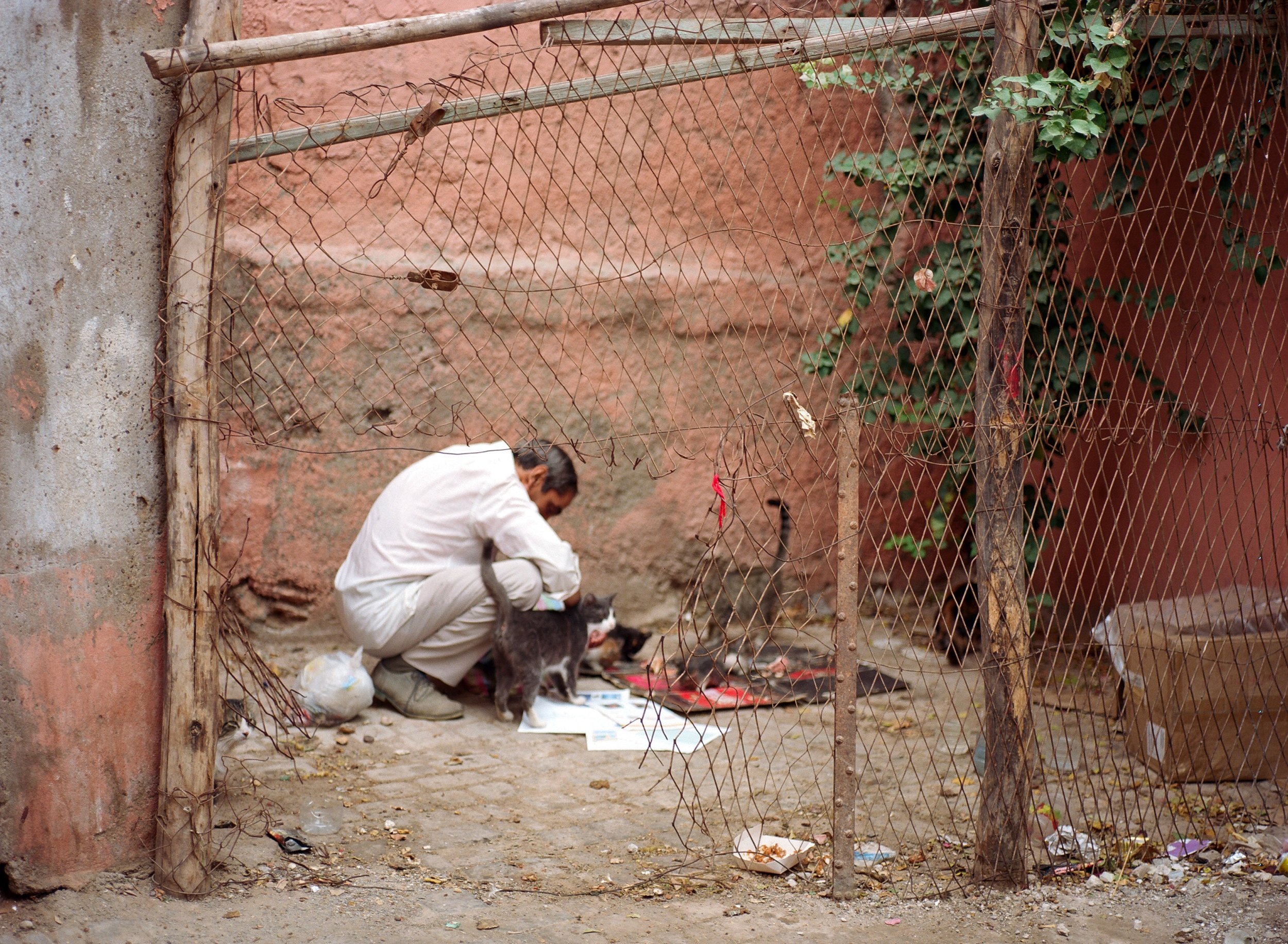 Cats of Marrakesh