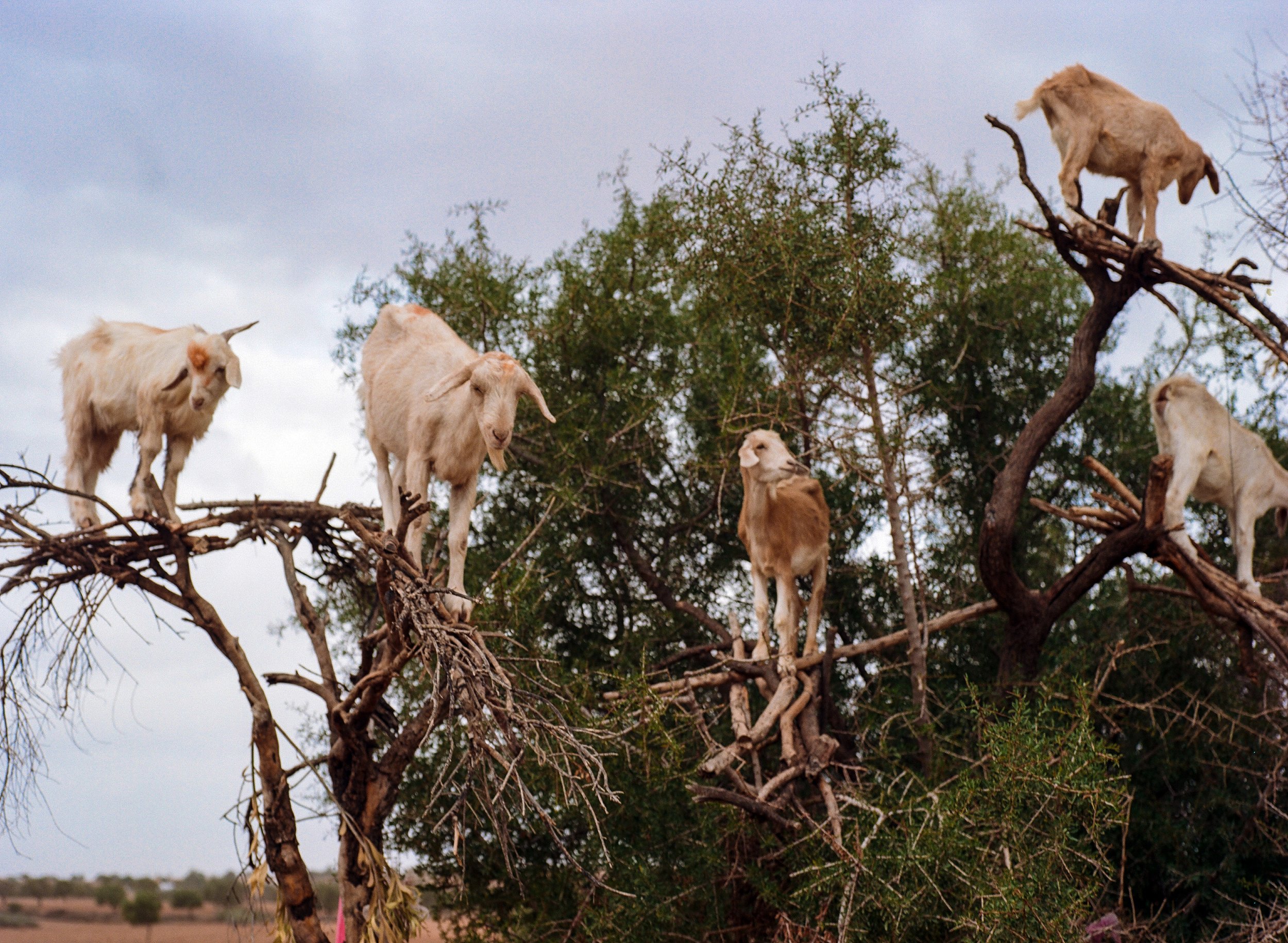Argania tree goats