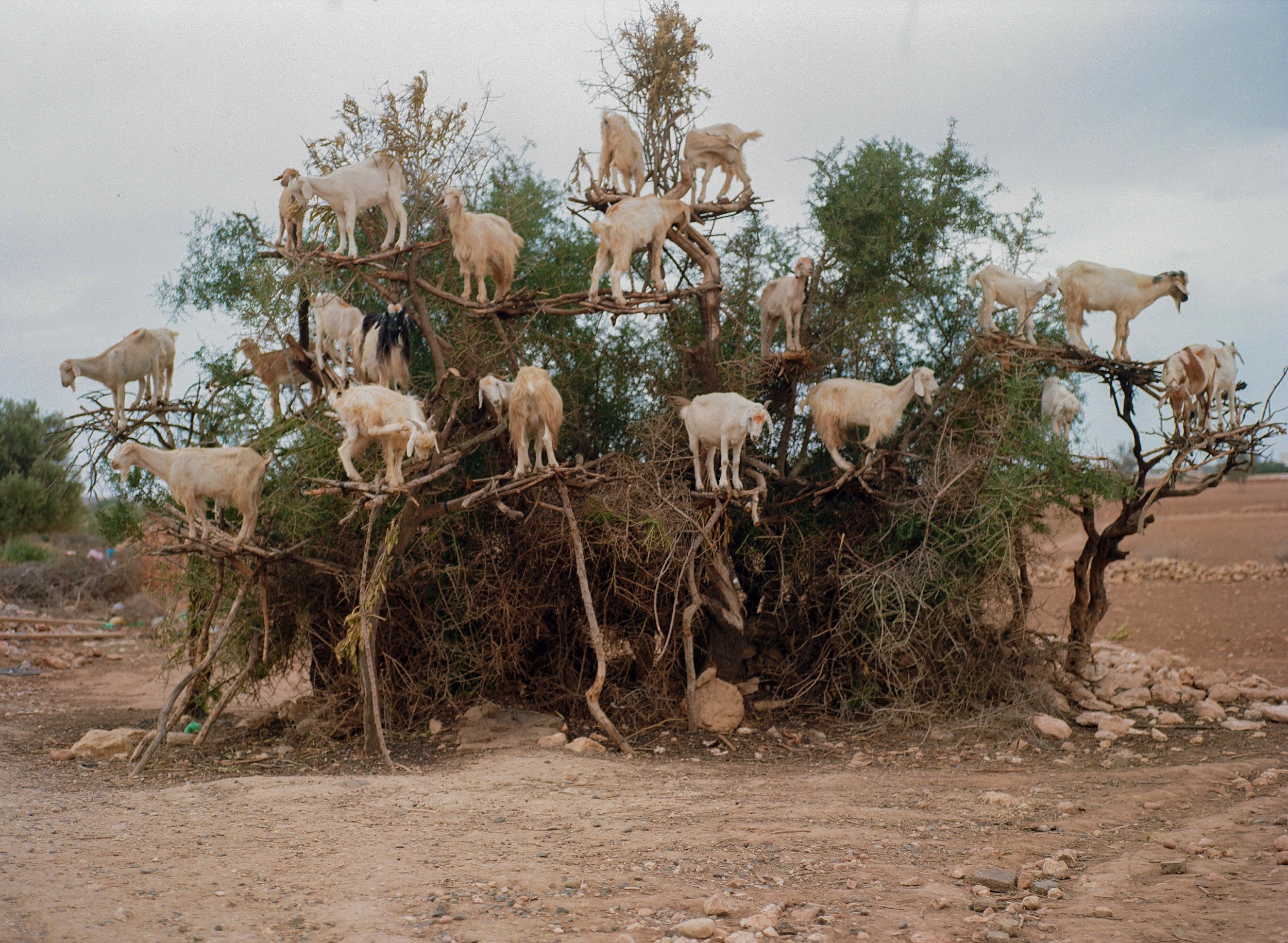 Argania Tree Goats