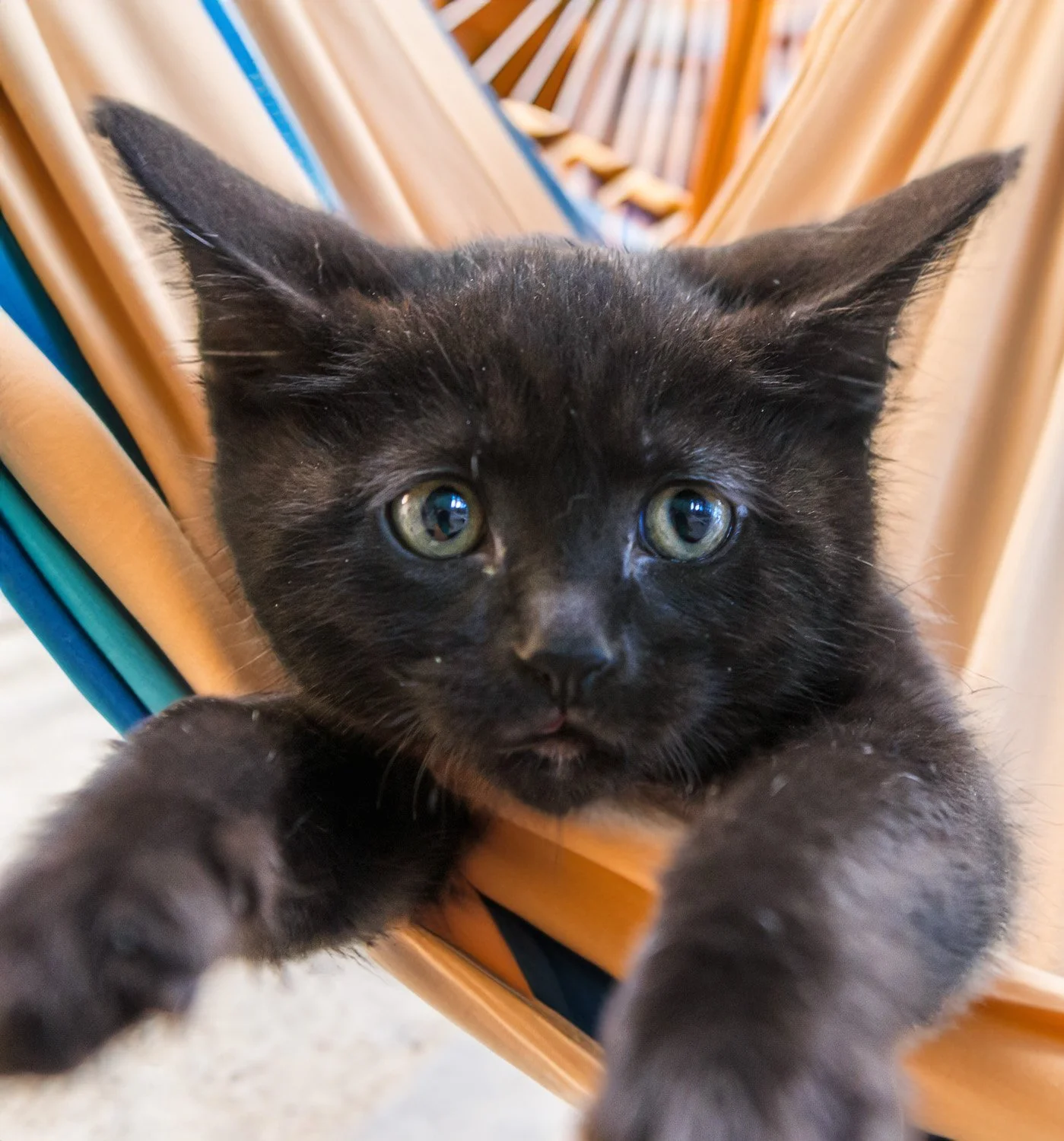 a black kitten with an ai imposed background in a hammock