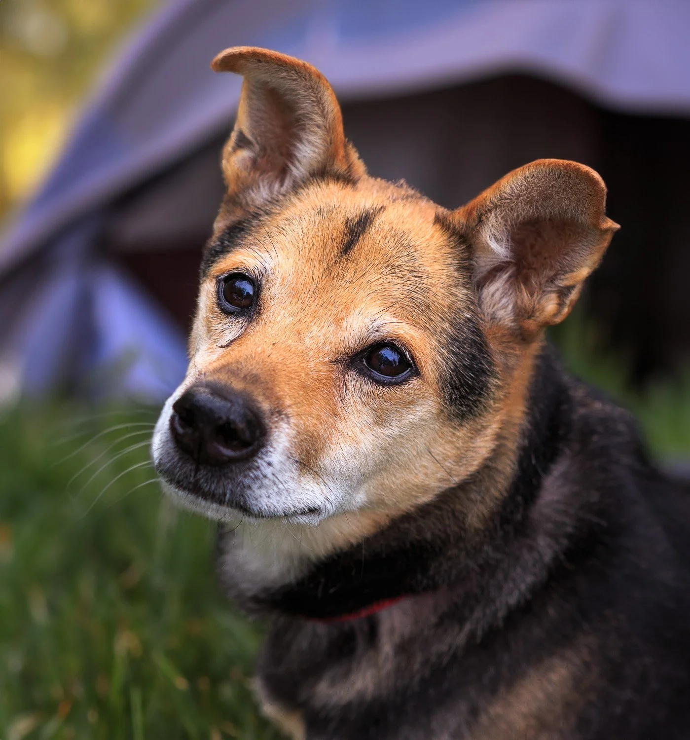 a black and tan dog with an AI background with a tent