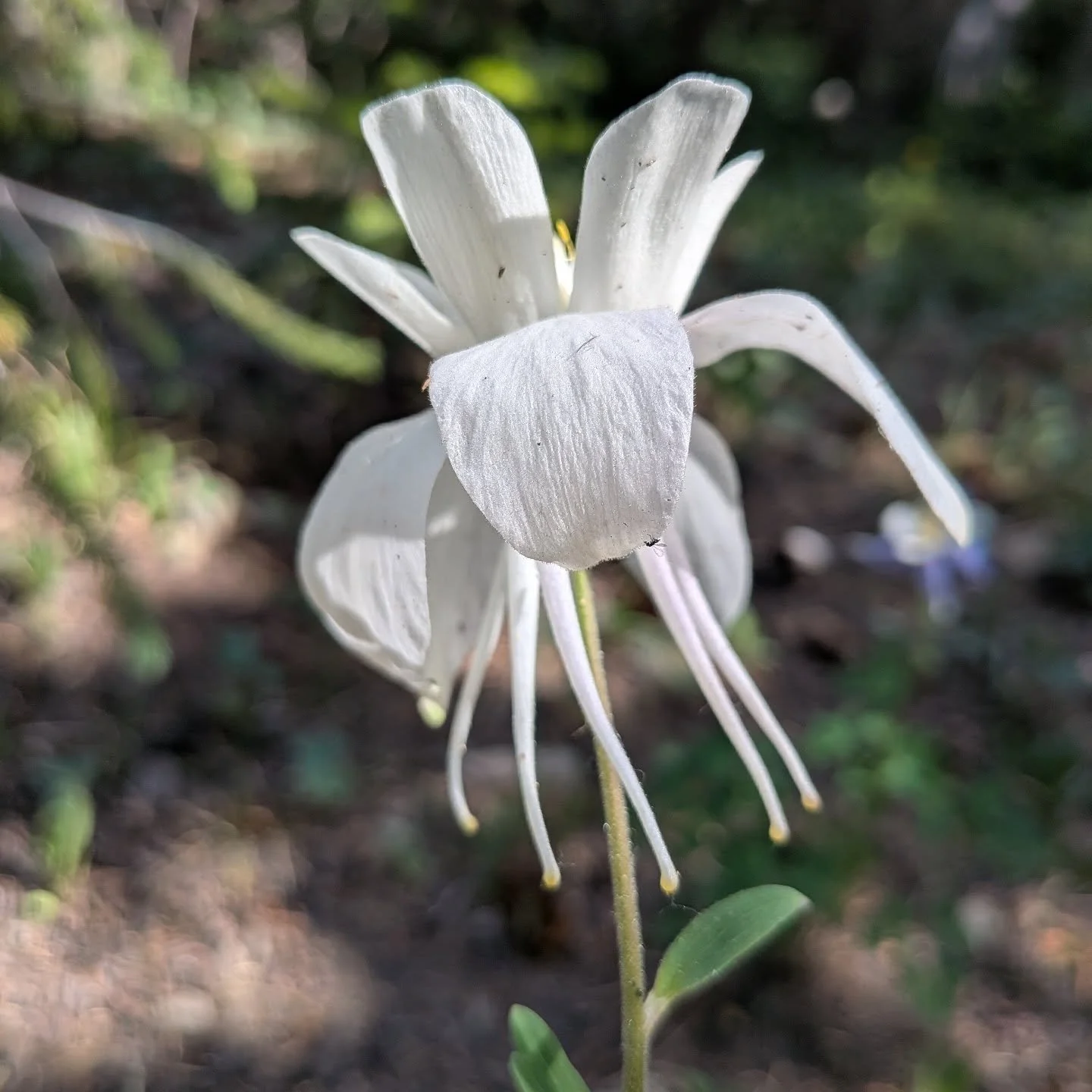 Have you ever seen a white columbine in the wild? Head to the mountains over 7k feet above sea level and see if you can spot one of these magnificent gems!