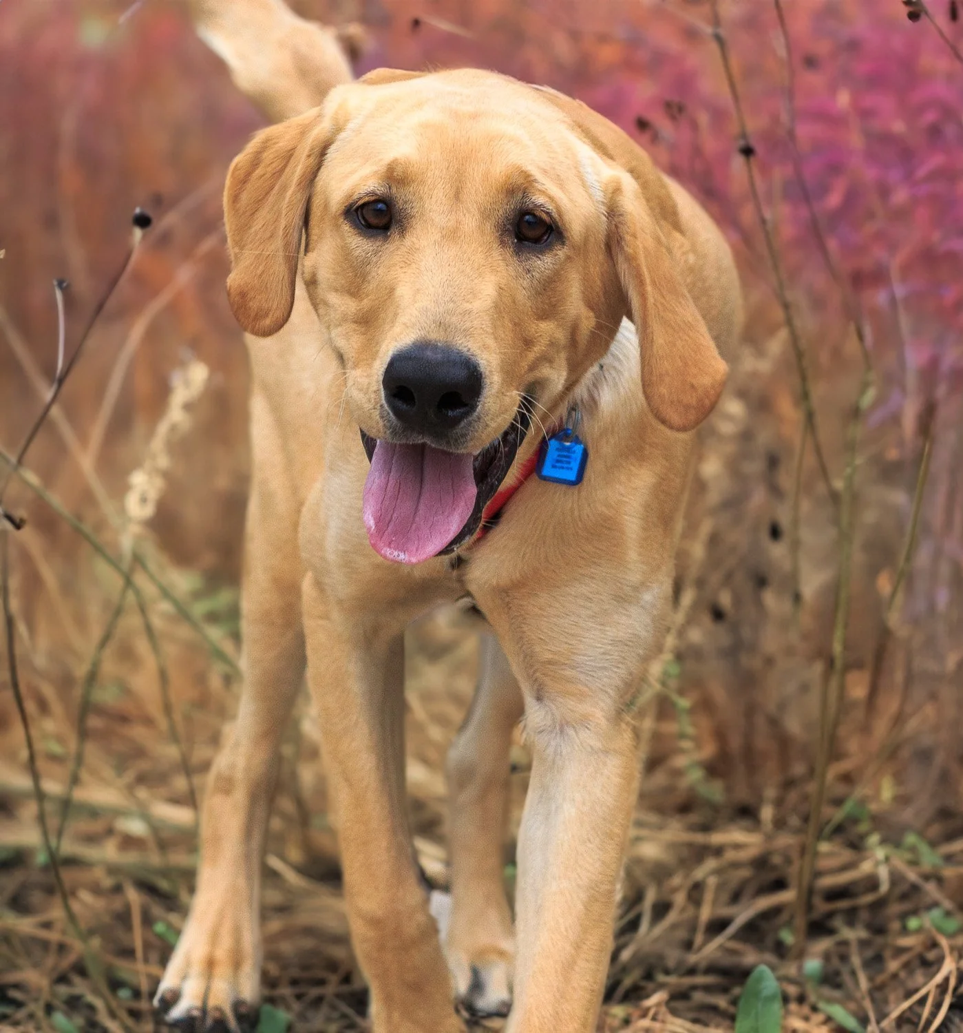a blonde lab with an ai background
