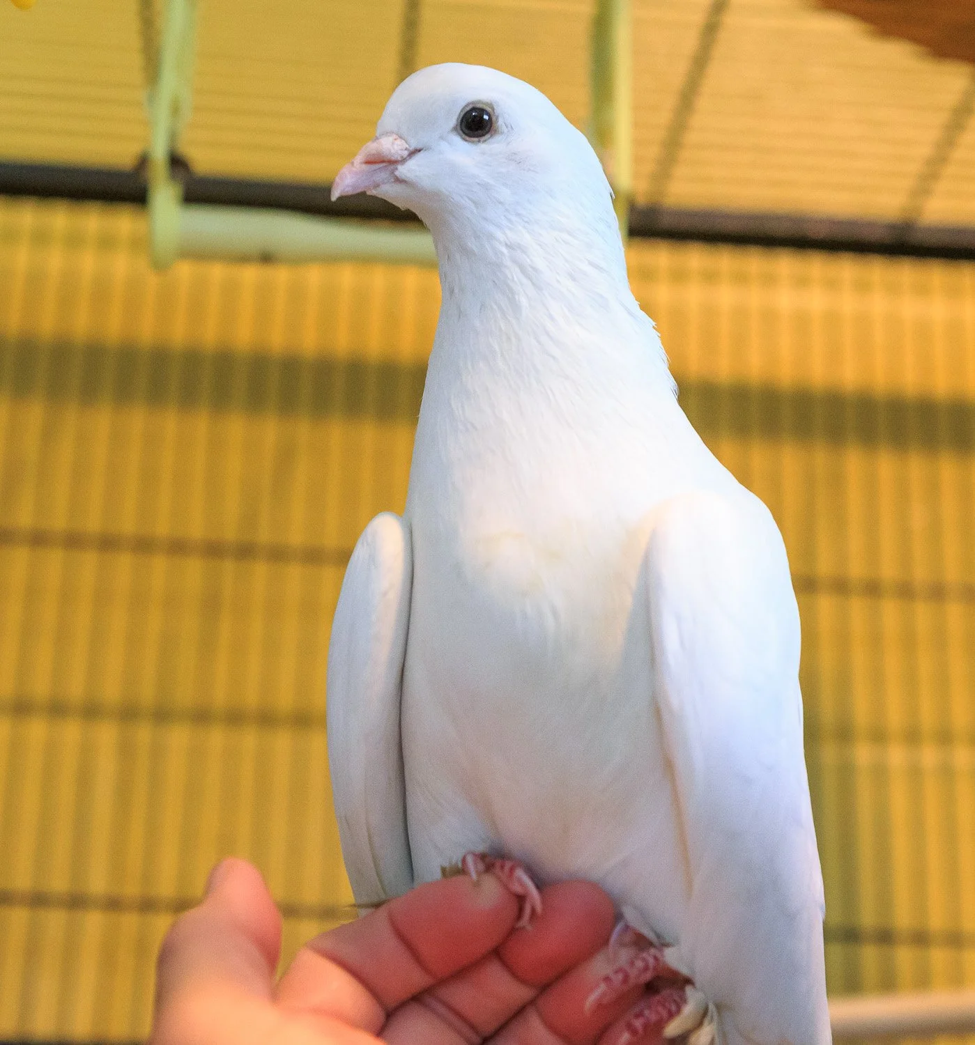 a white dove sitting on a hand