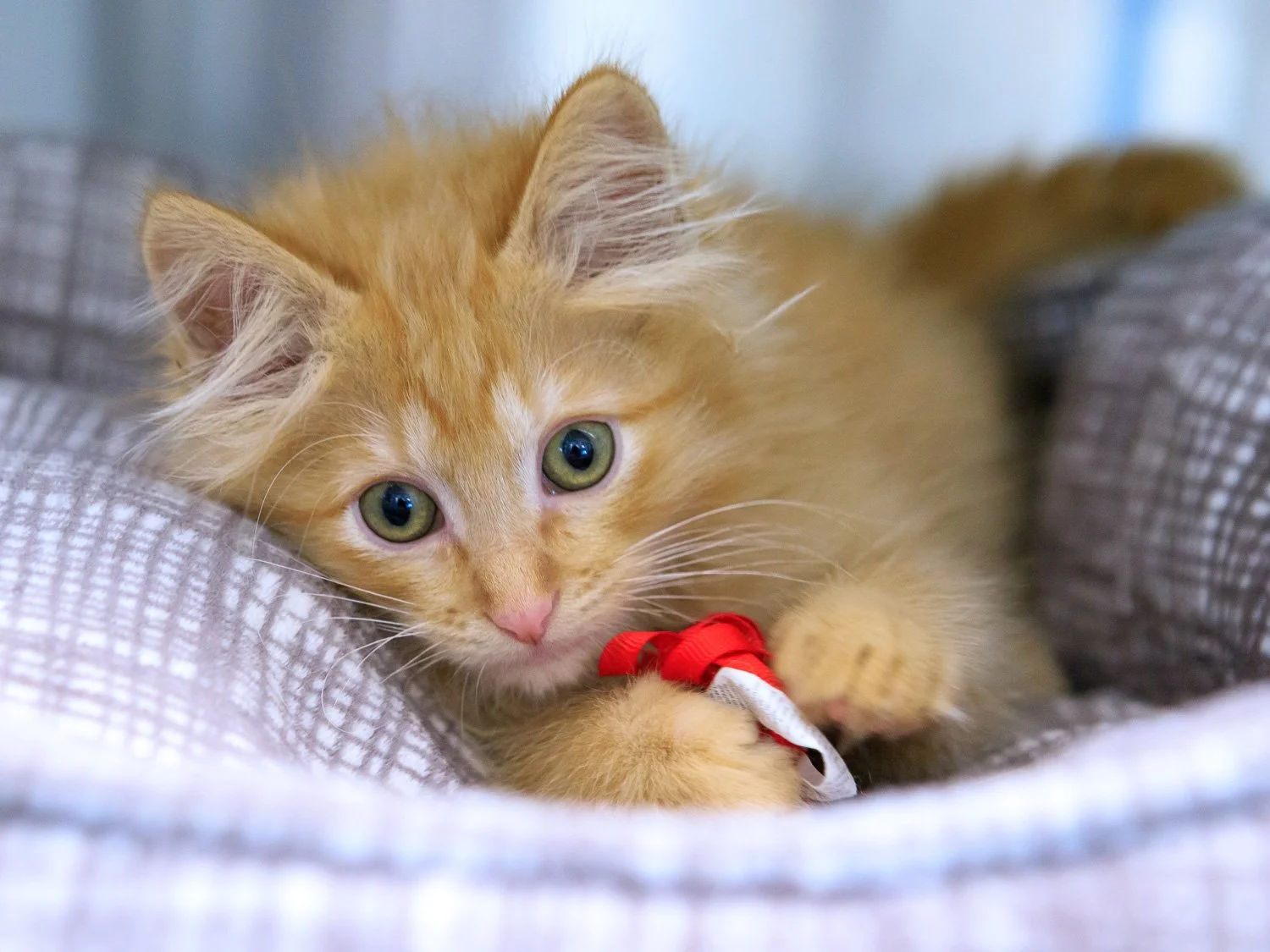 an orange kitten hugging a stuffed heart