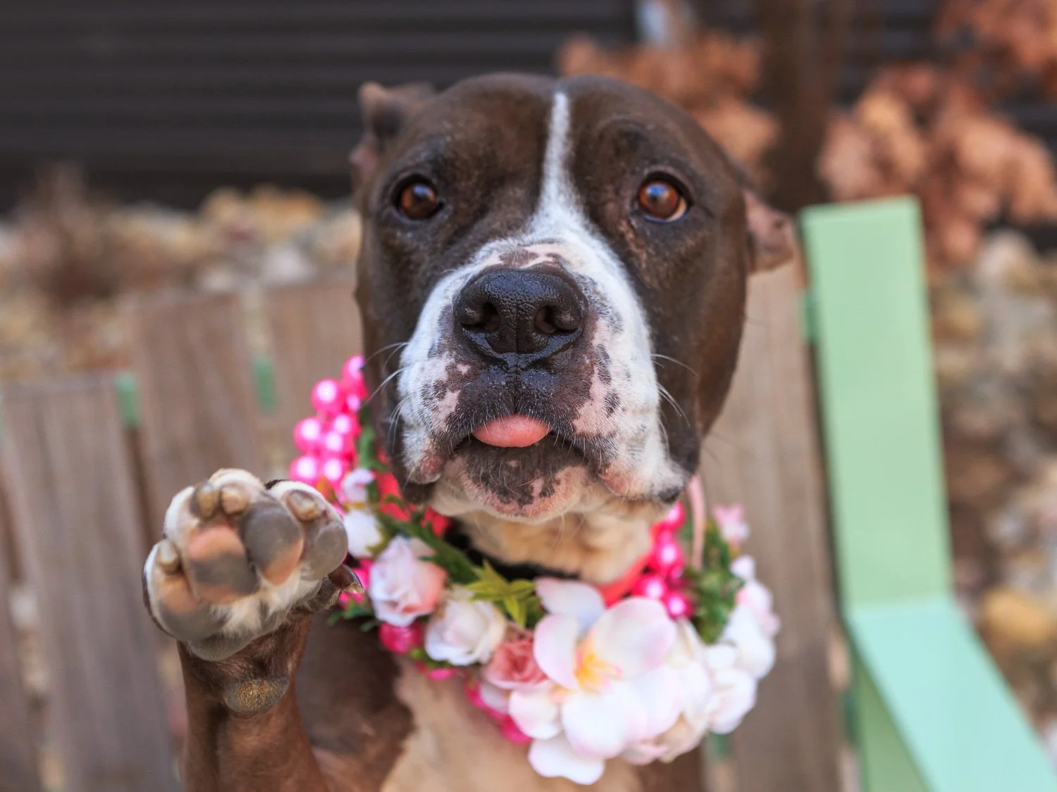 a brown and white dog wearing a flower necklace and holding up her paw