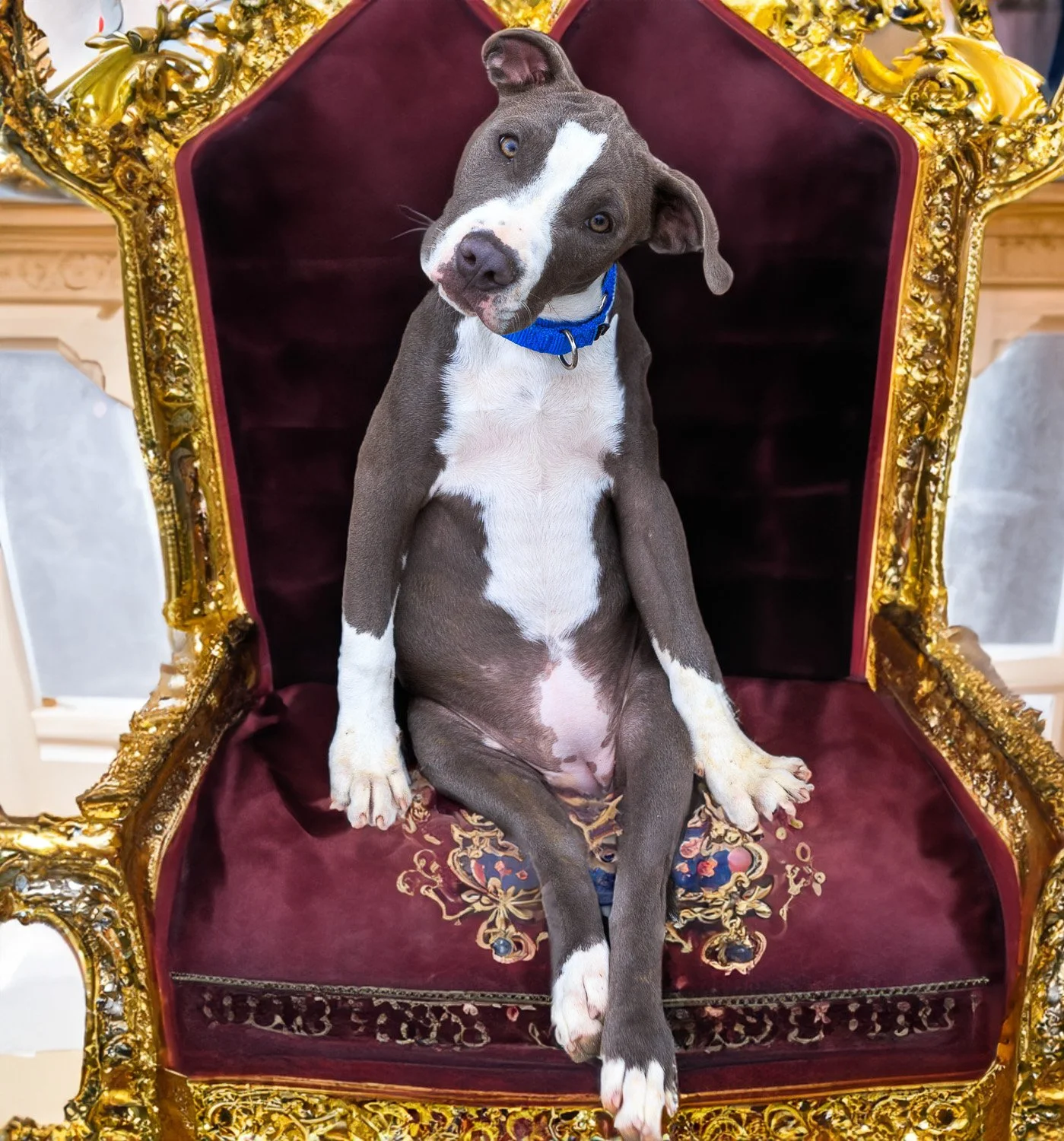 a grey and white puppy with an AI image of a throne