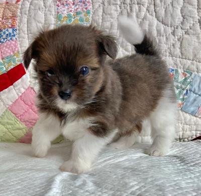 Dearest - blue fawn parti female