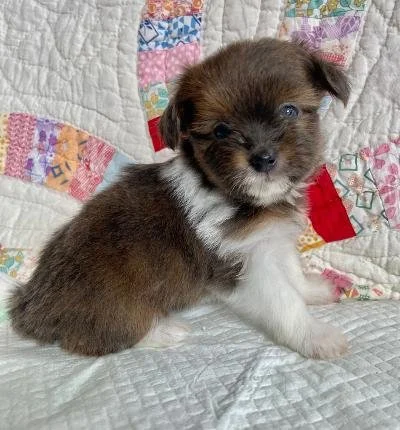 Dearest - blue fawn long coat female