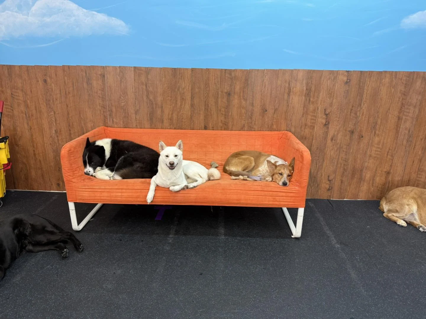 Dog boarding Medicine Hat