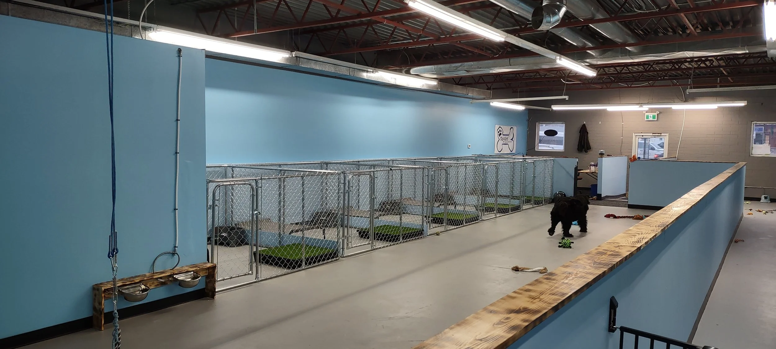 Dog Boarding Medicine Hat — DogGos Daycare