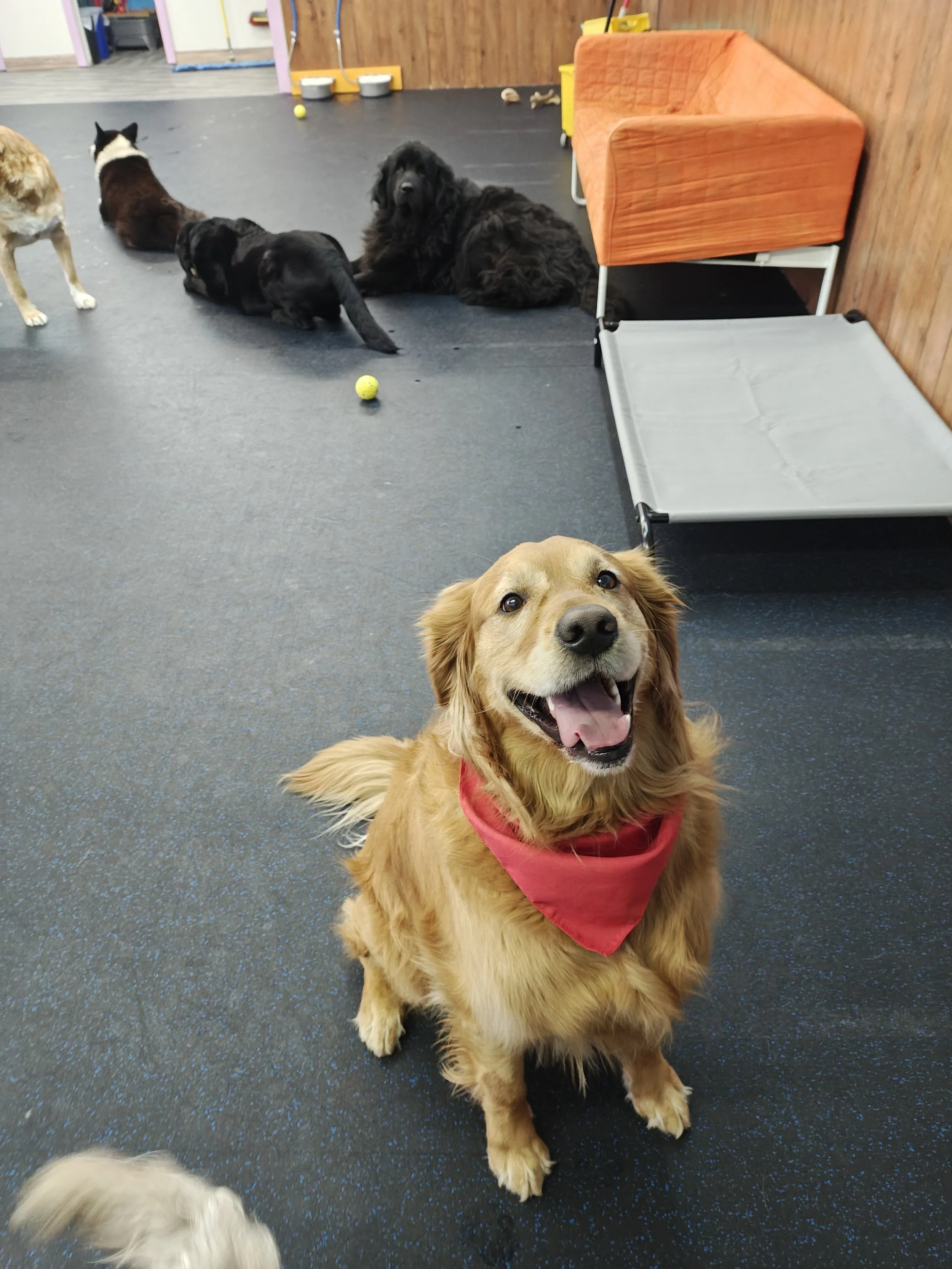 Doggie Resort
