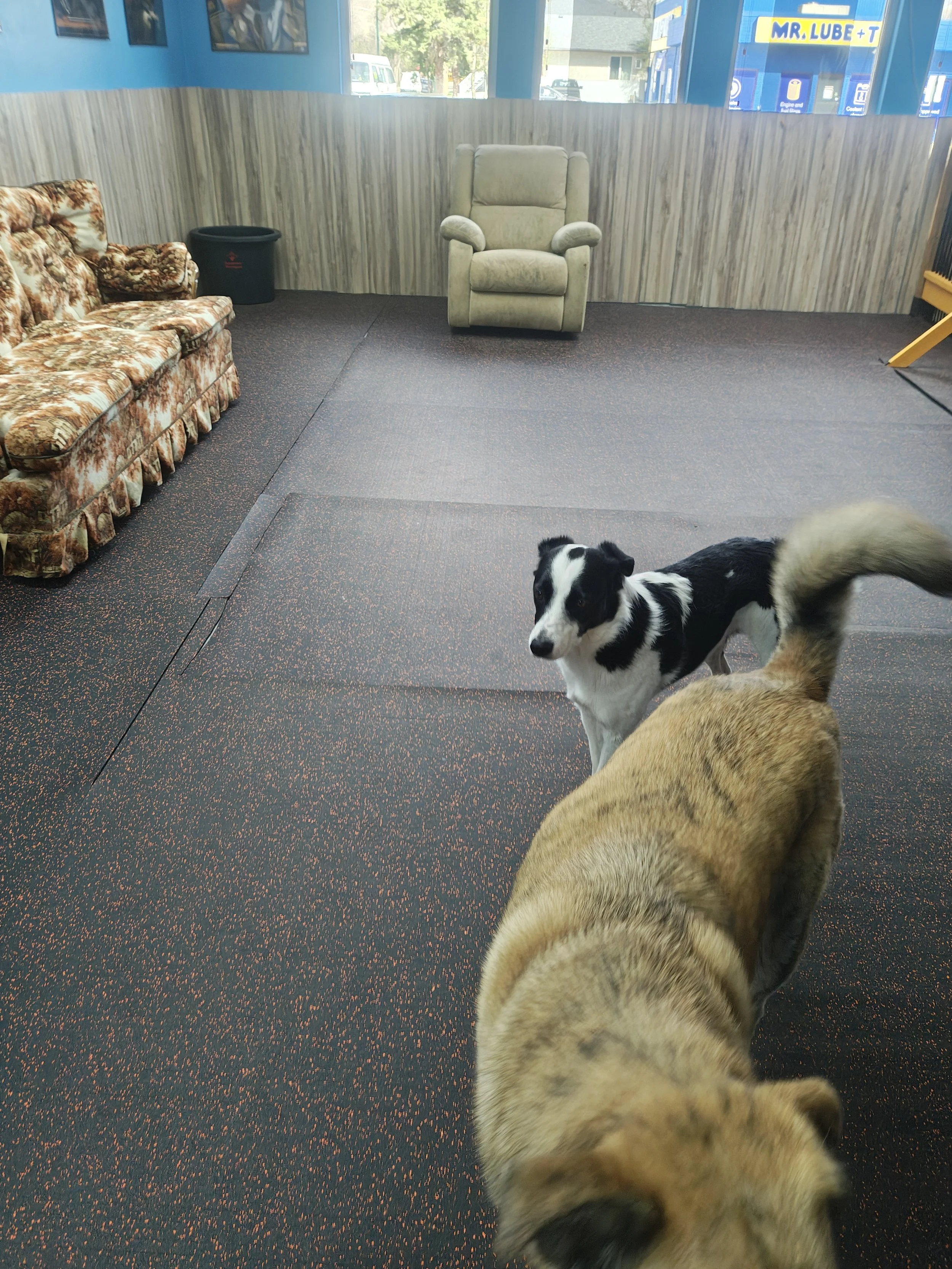 Dog Daycare Medicine Hat
