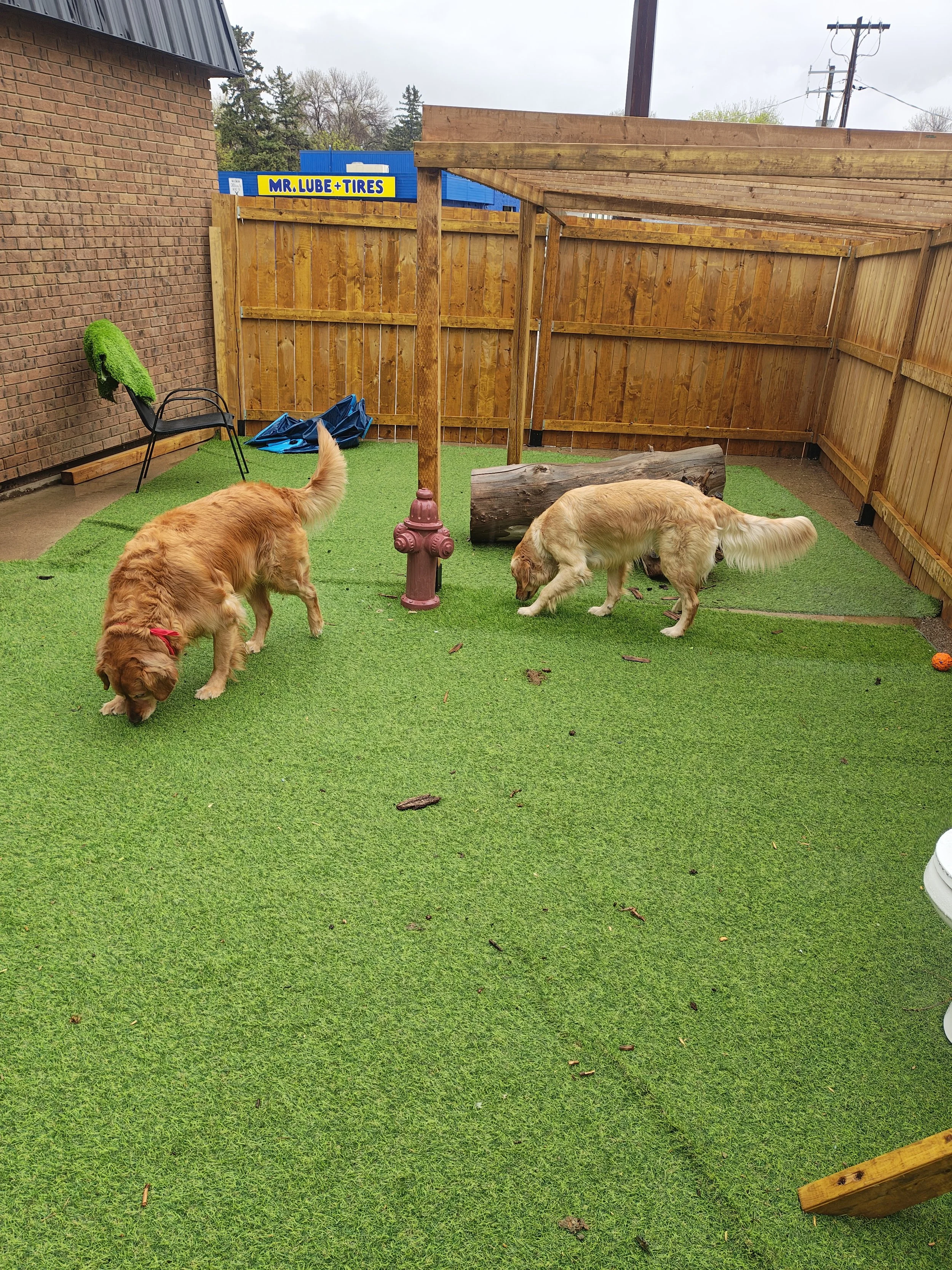 Doggie daycare alberta