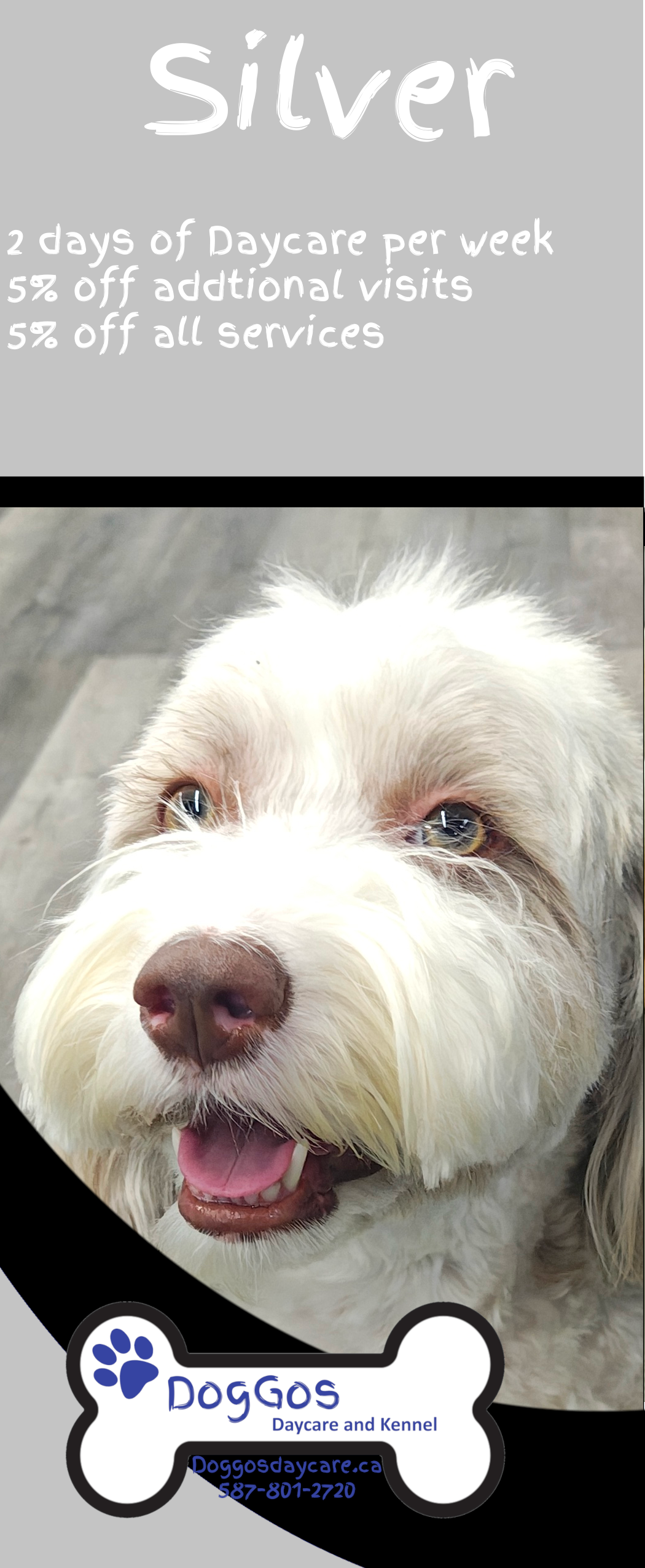 Dog Boarding Medicine hat