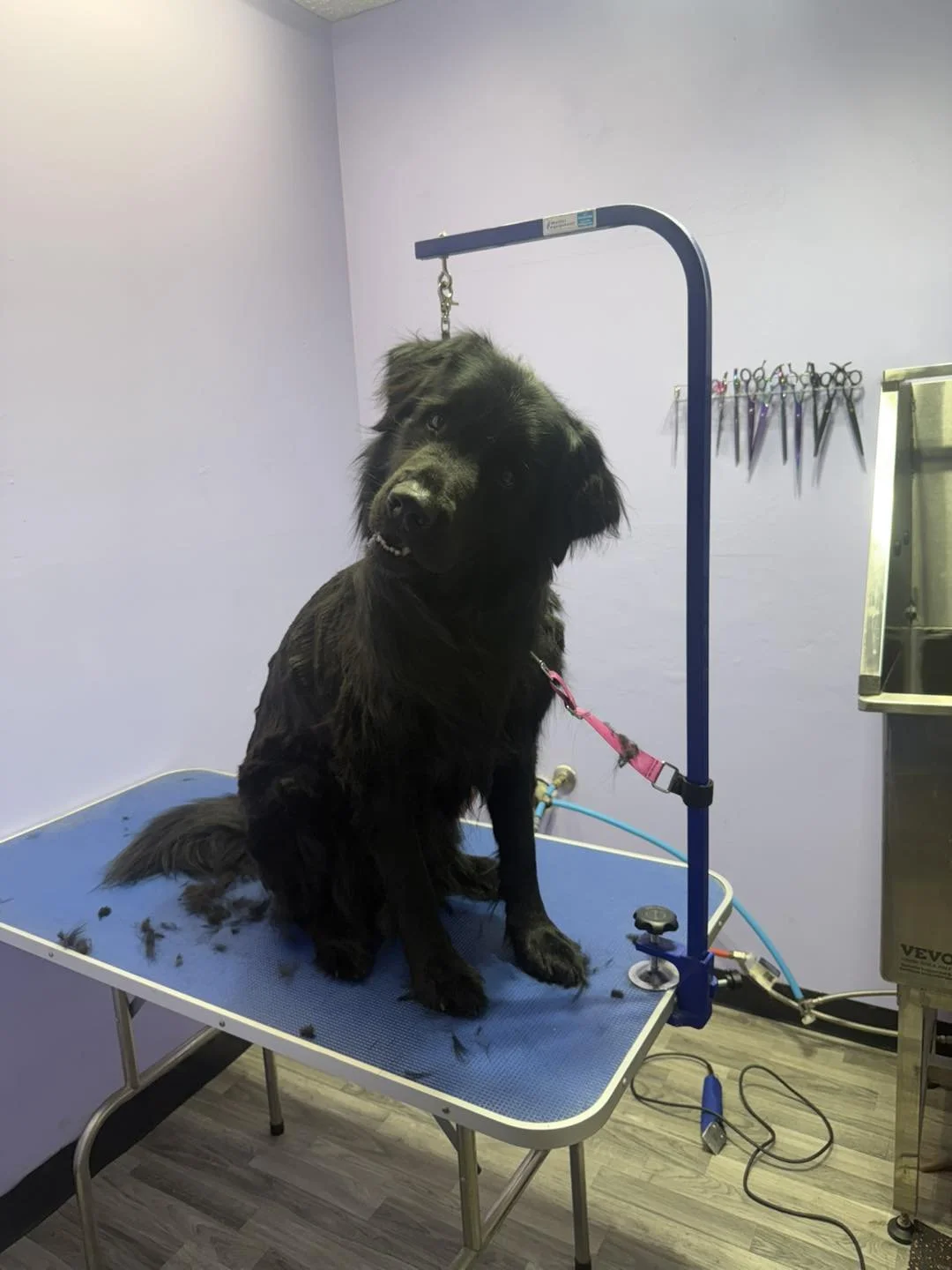 Dog daycare medicine hat