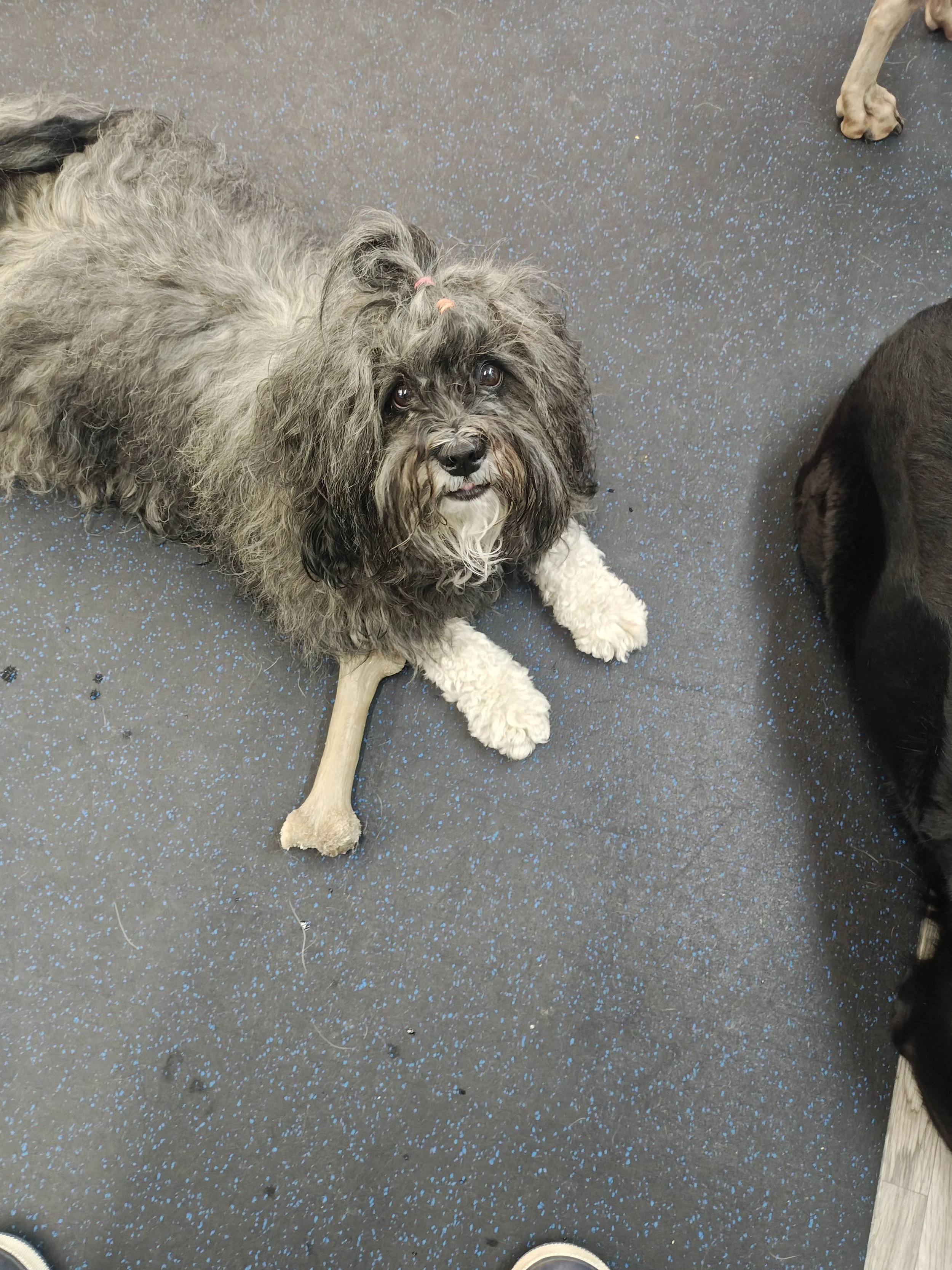 Dog Daycare Medicine Hat