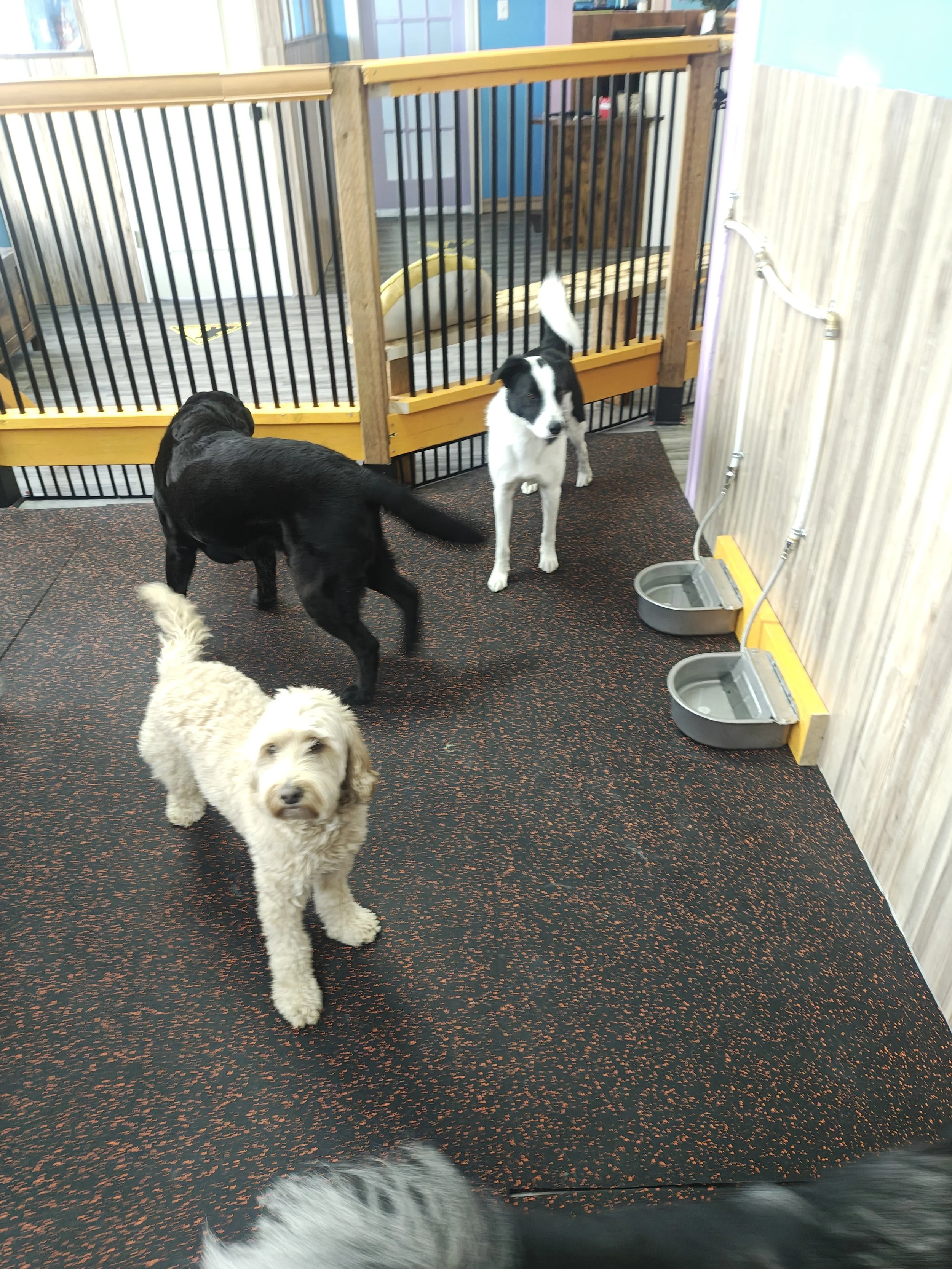 Dog daycare medicine hat