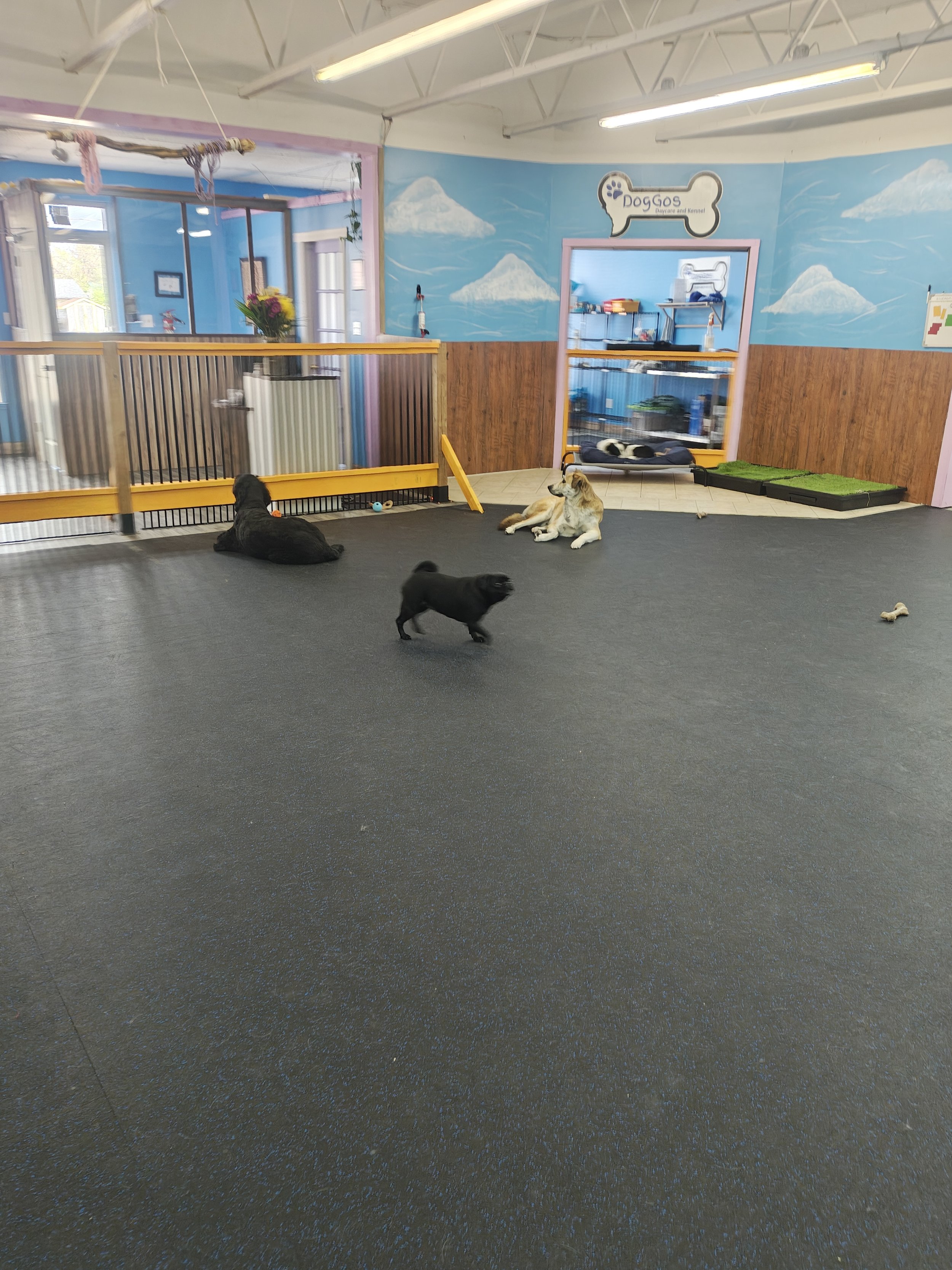 Dog resort Medicine Hat