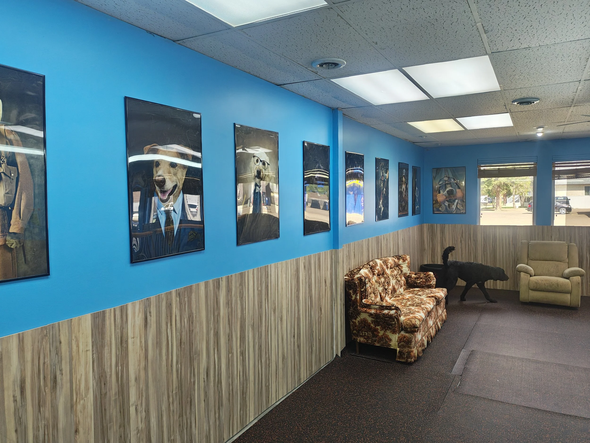 Dog Boarding Medicine Hat