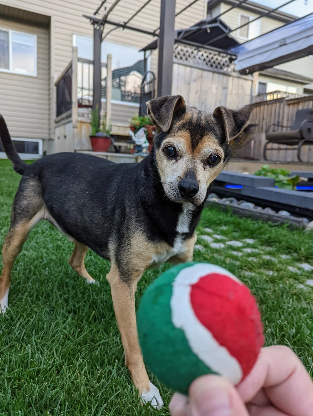 Doggy Boarding Dog Daycare Alberta Medicine Hat DogGos