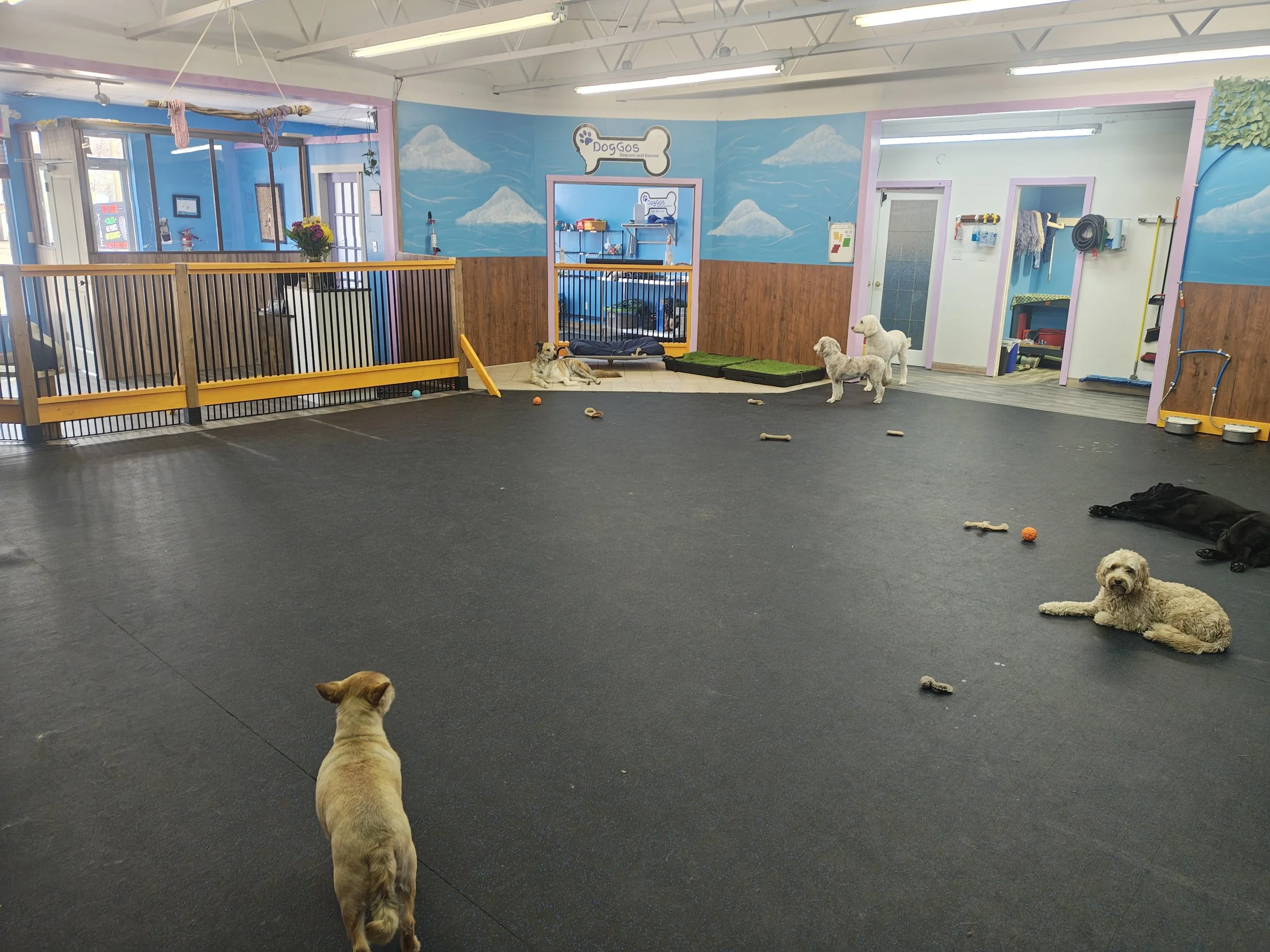 Dog daycare Medicine Hat