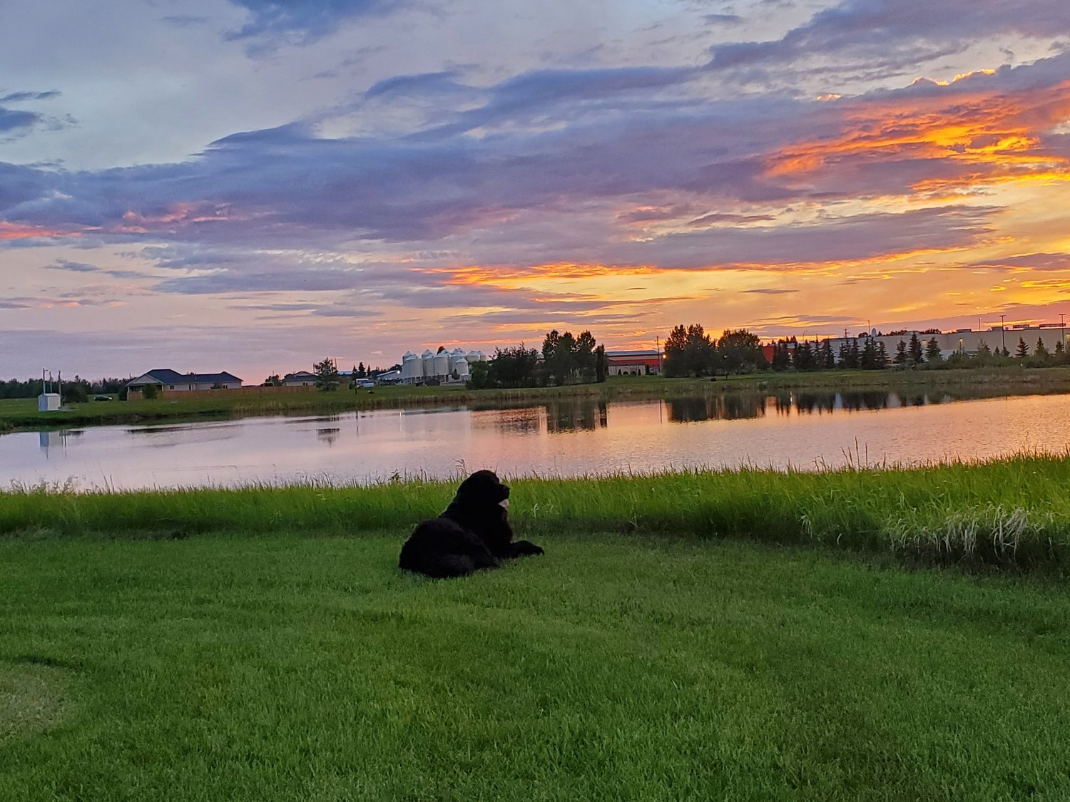 Doggy Boarding Dog Daycare Alberta Medicine Hat DogGos