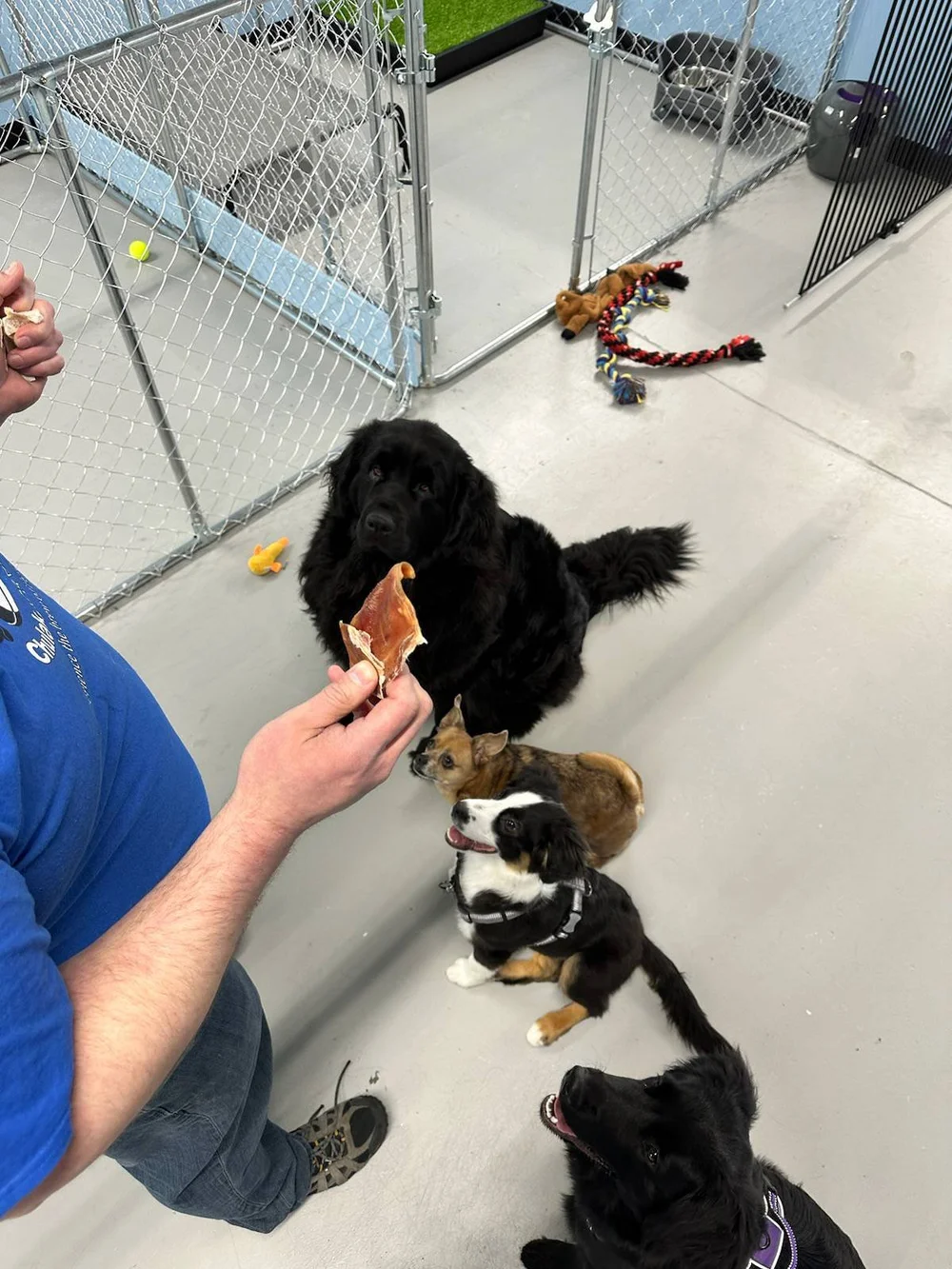 Dog boardingdaycaretraininggrooming Medicine hat — DogGos Daycare