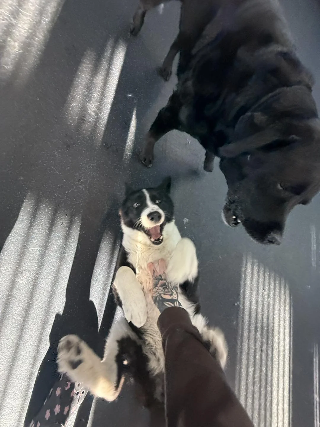 Dog daycare medicine hat Alberta