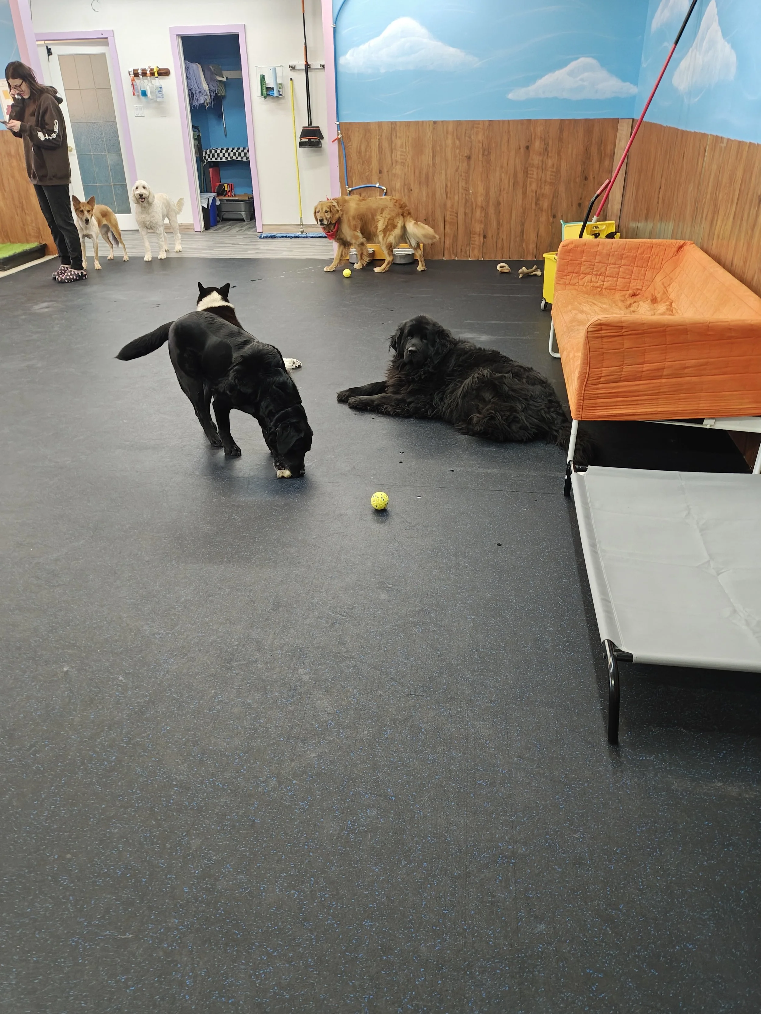 Dog Boarding Medicine Hat