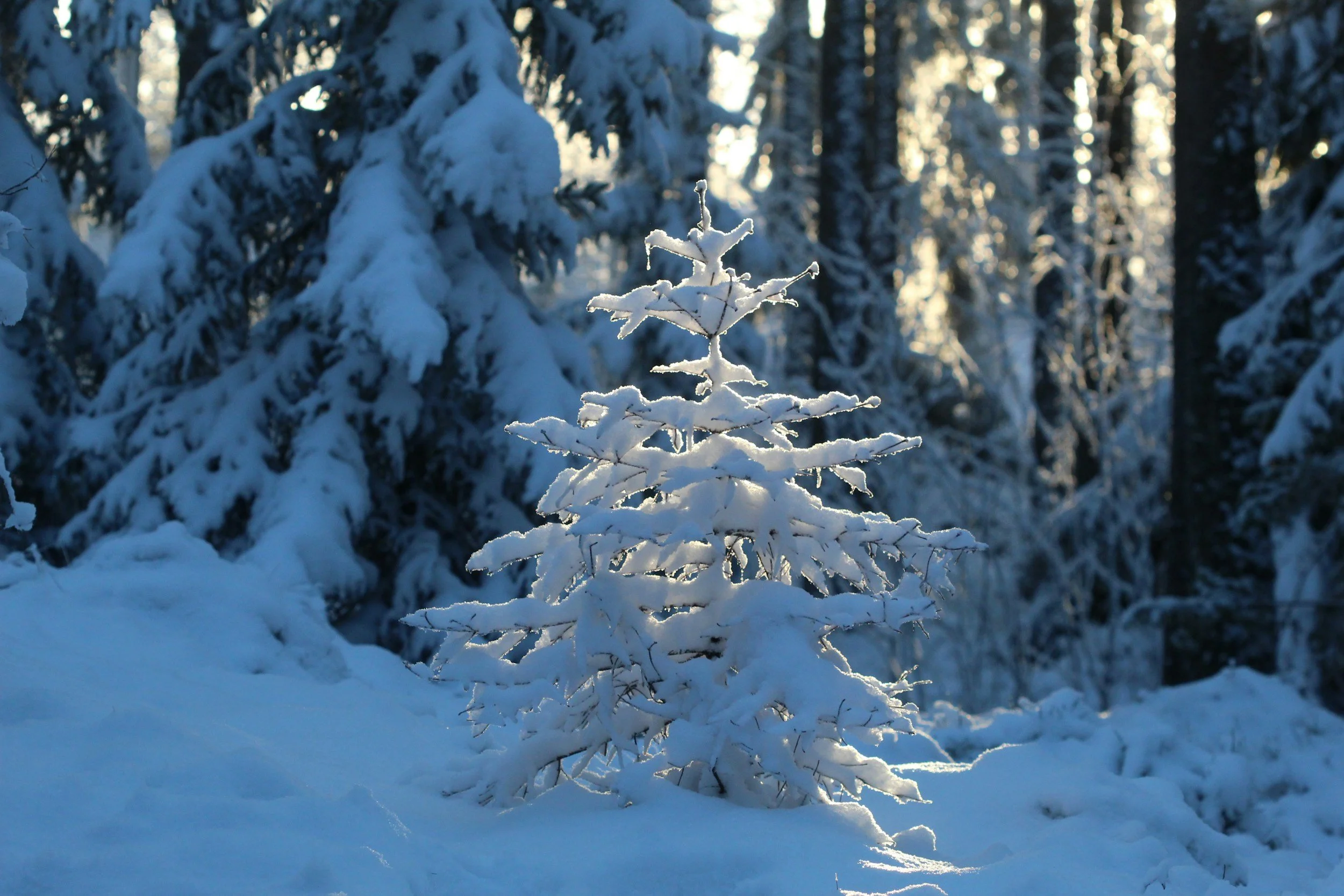 Announcements &amp; Connection Links 12/6/25