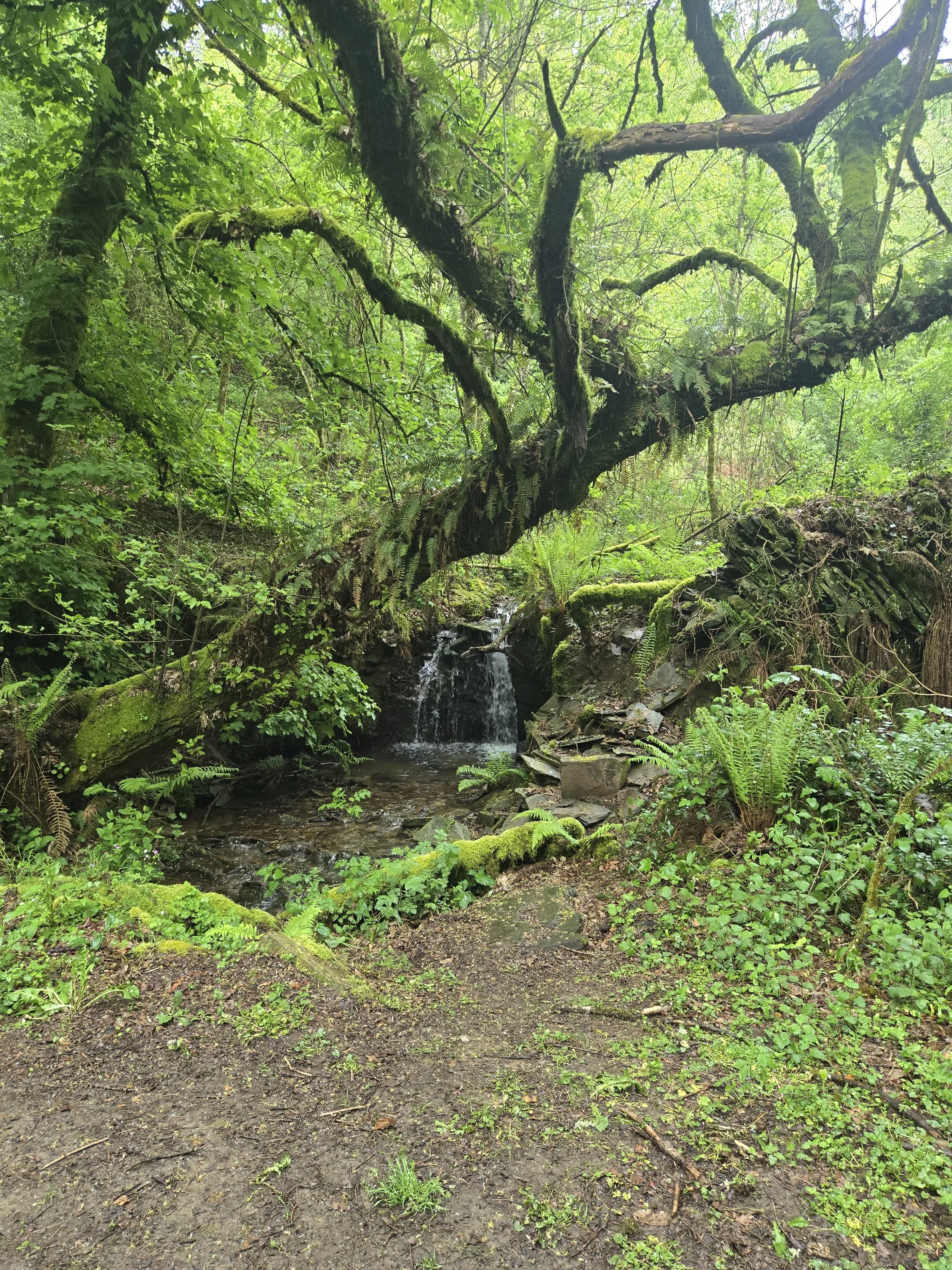 Thoughts from my Camino Frances Journey- Day 23