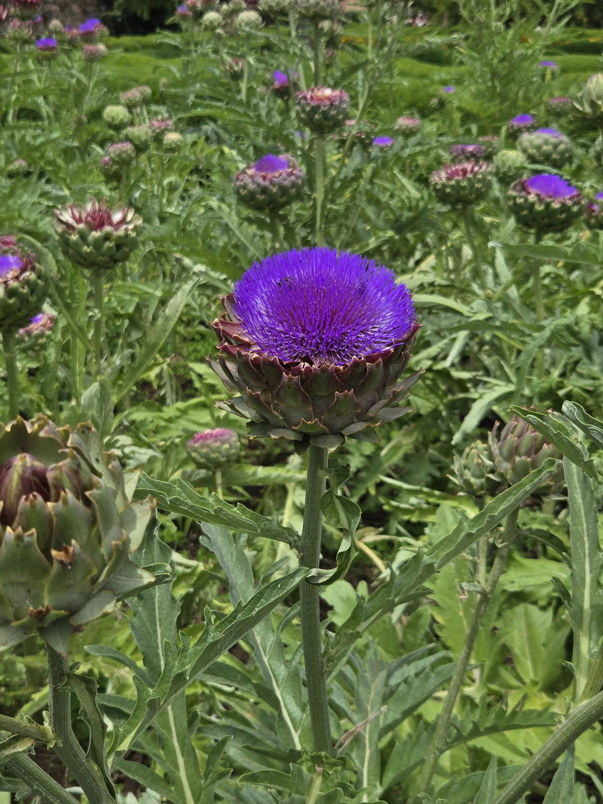 20250617_131515.jpg