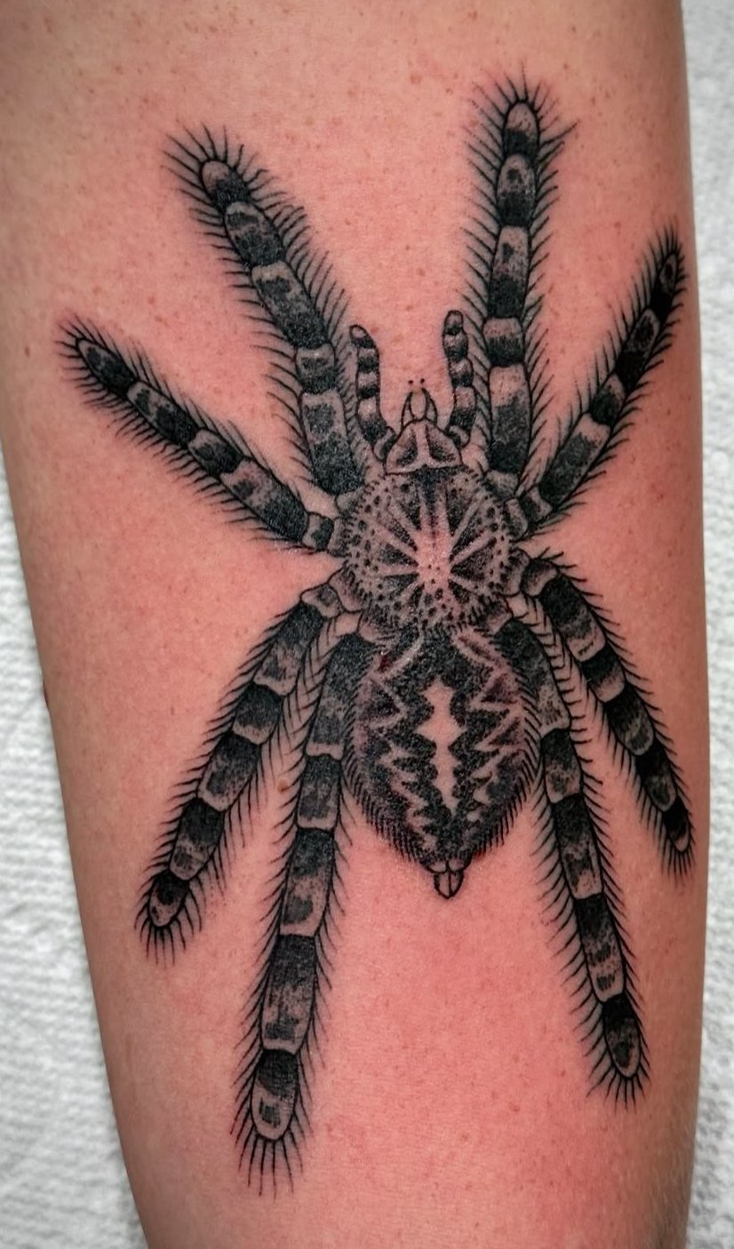 Damiani (spider).jpeg