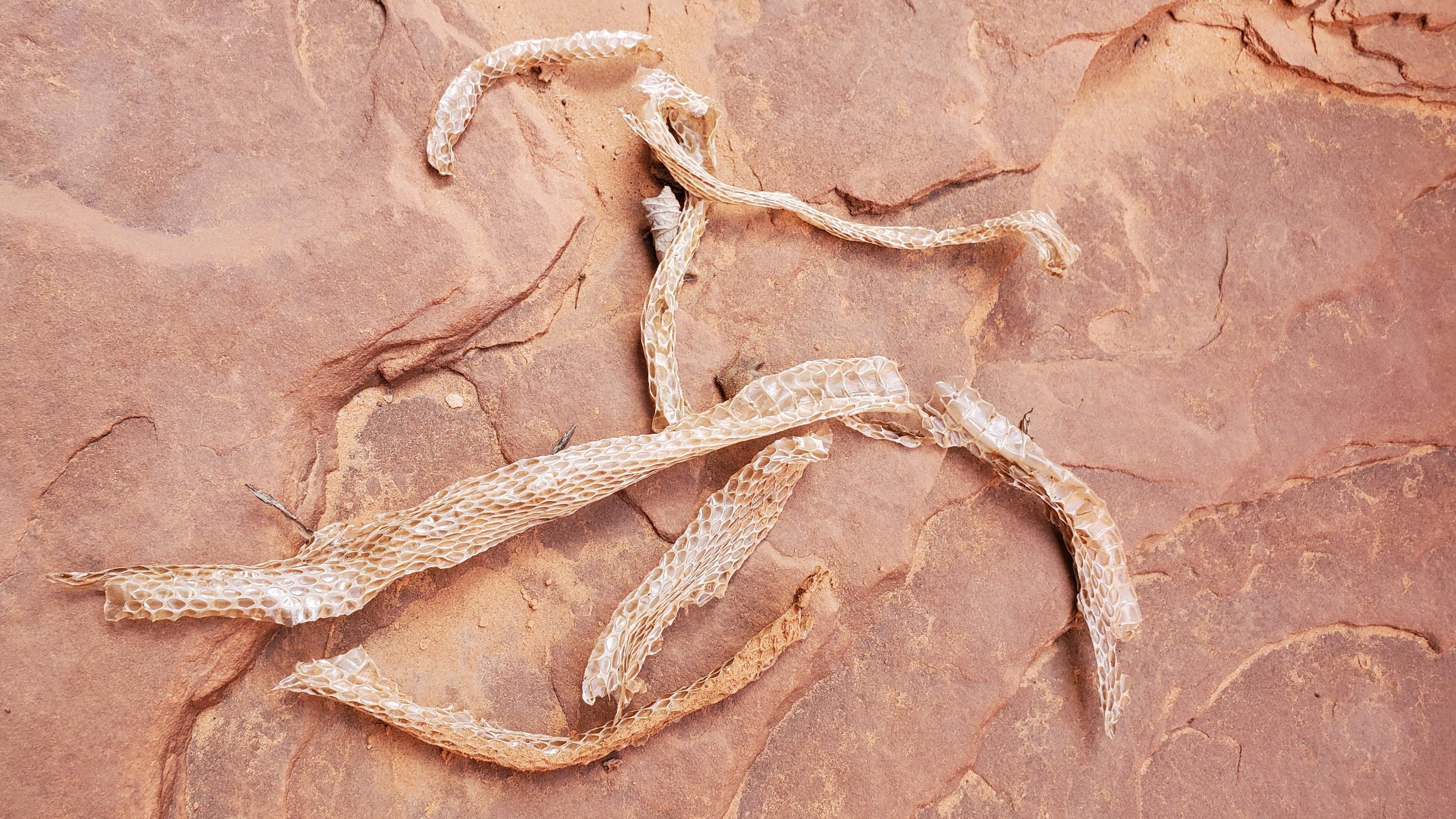 snake skin shed on sandstone wide.jpeg