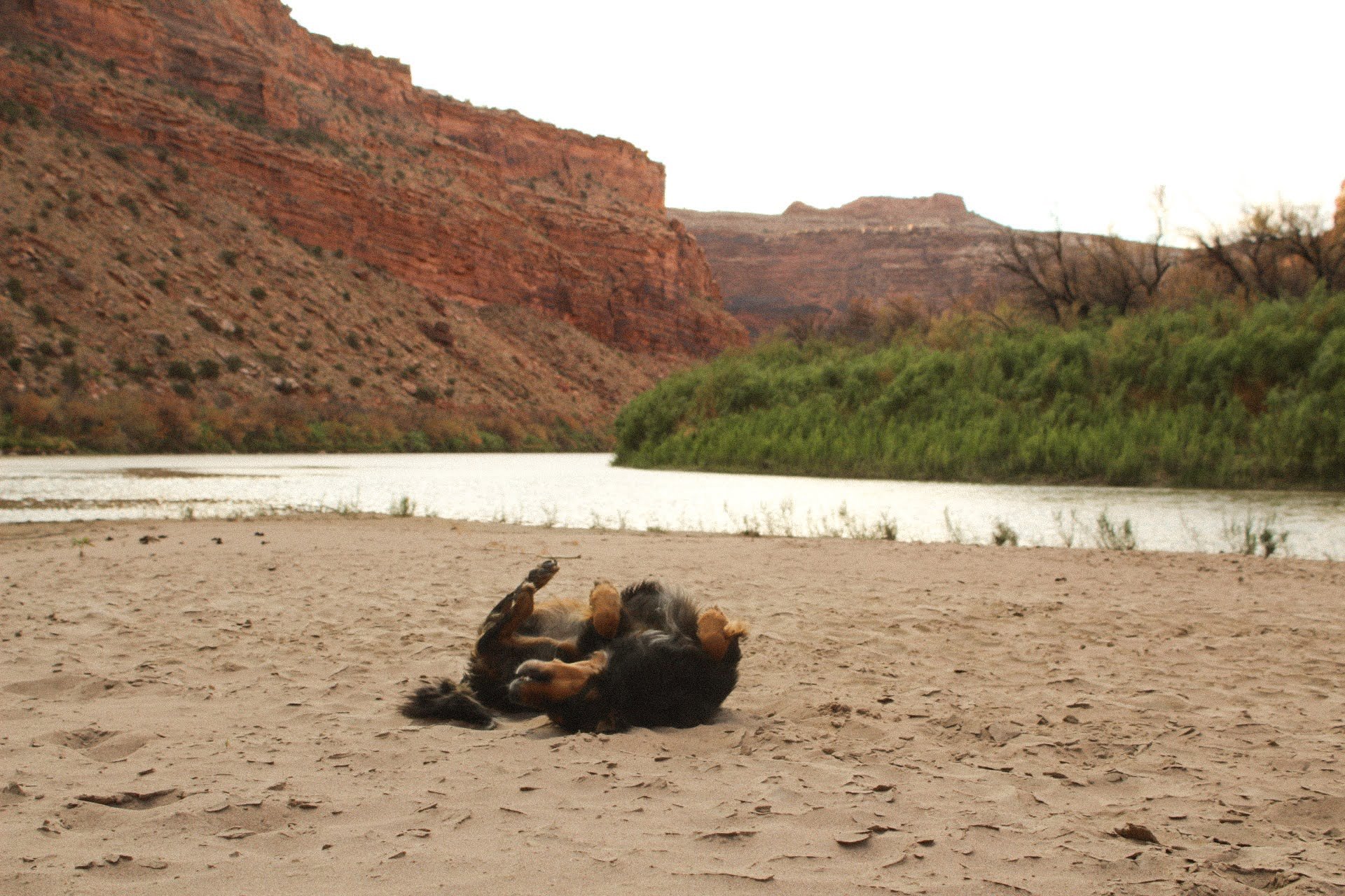 fisher rolling in sand river.jpeg