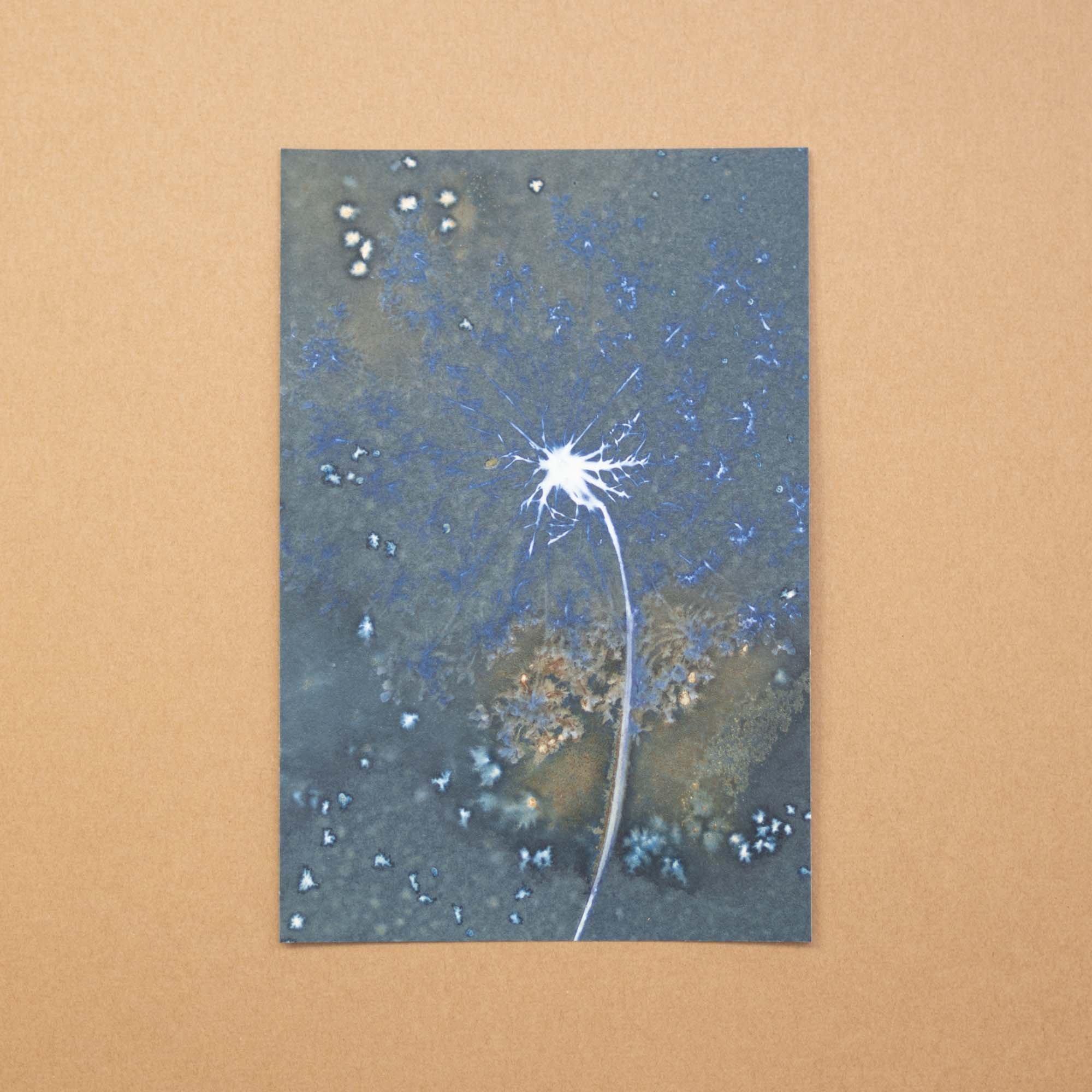 Botanical Cyanotype (25AA) (Original)