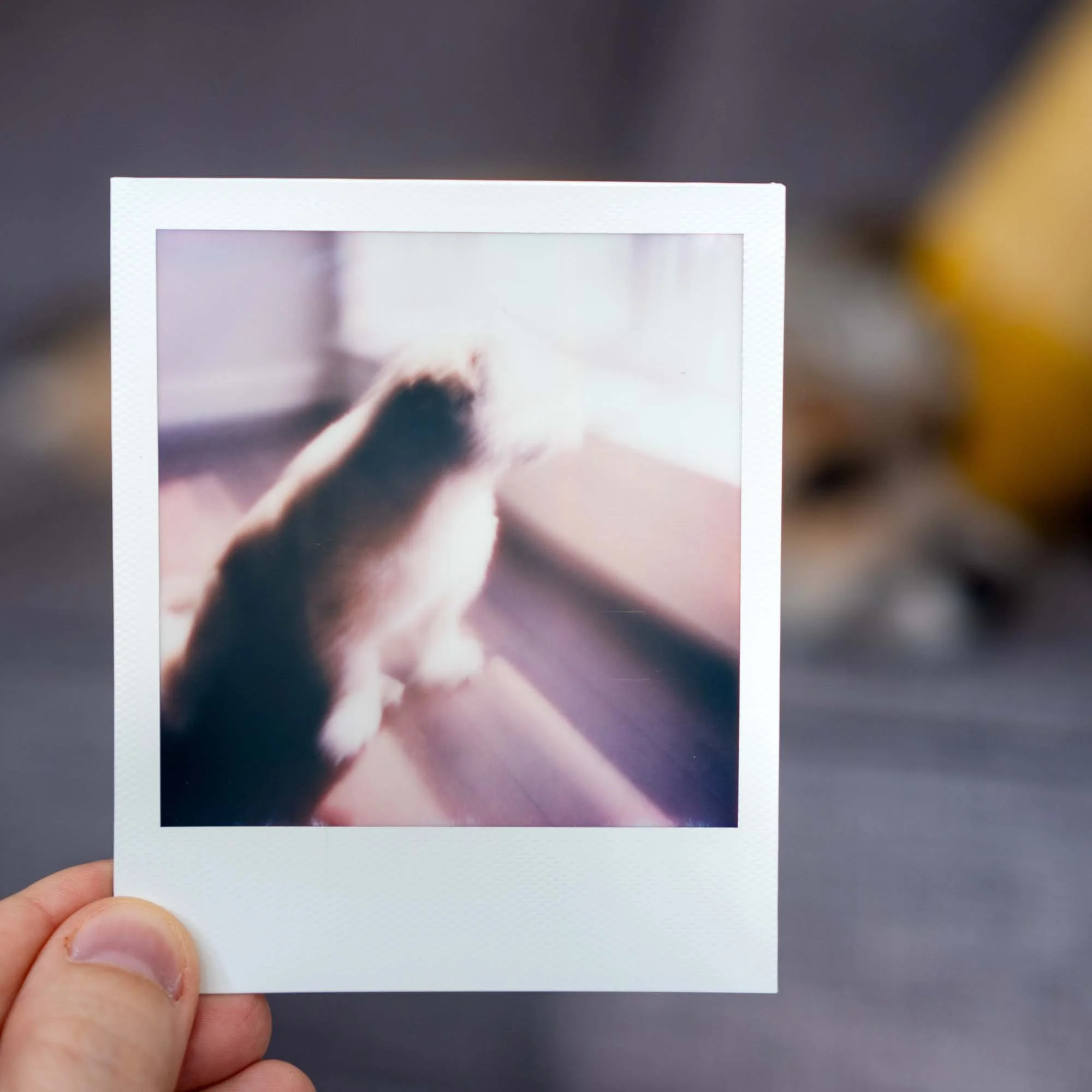 Polaroid Week Autumn 2022 - Day 03 Photo 01