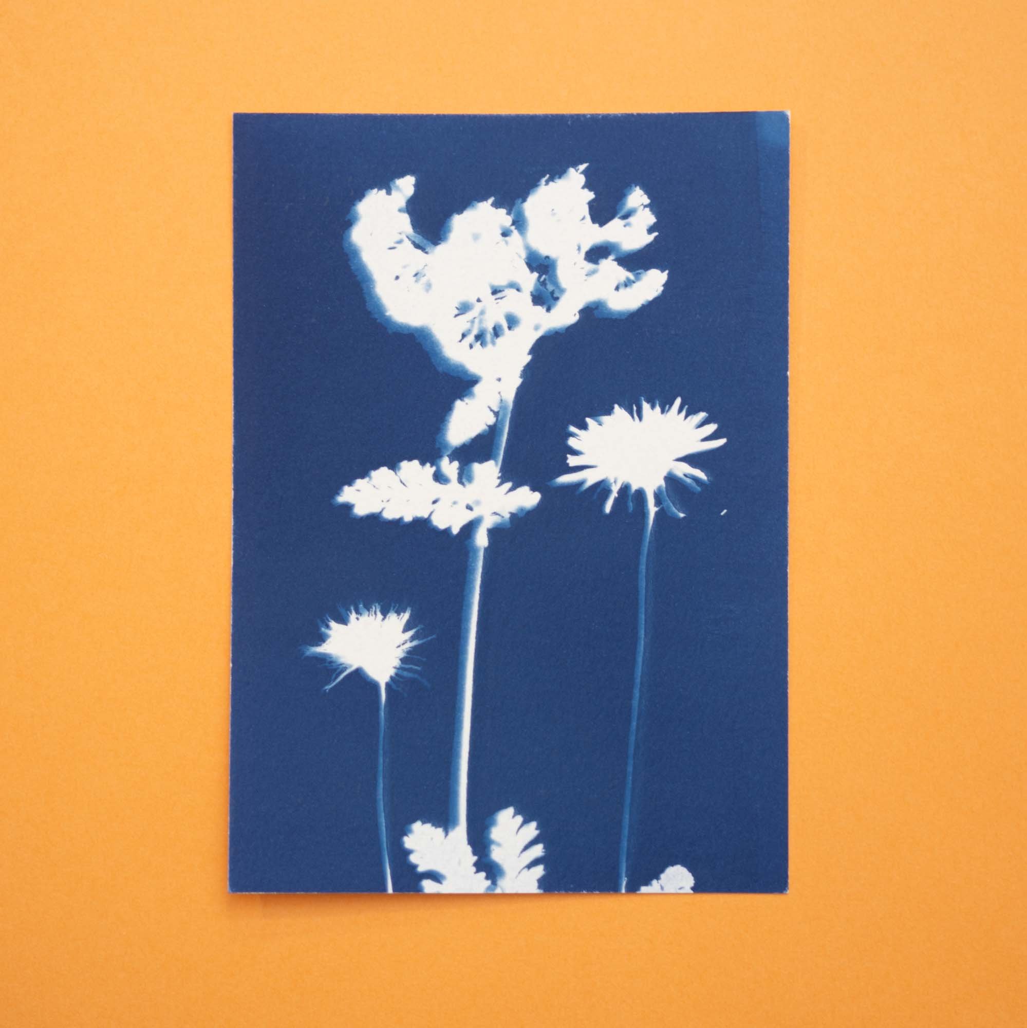 Botanical Cyanotype (25B11) (Original)