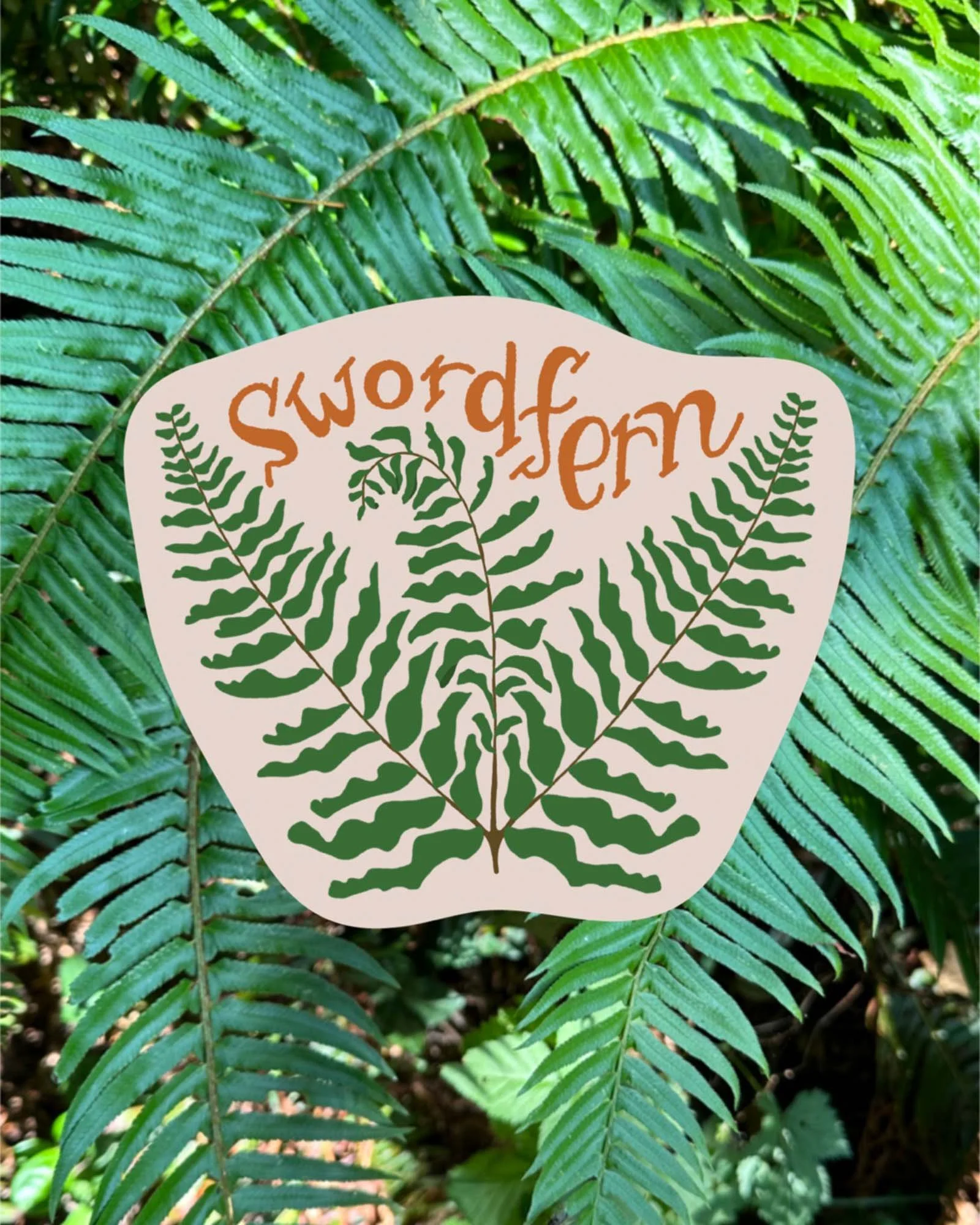 Swordfern Illustration
