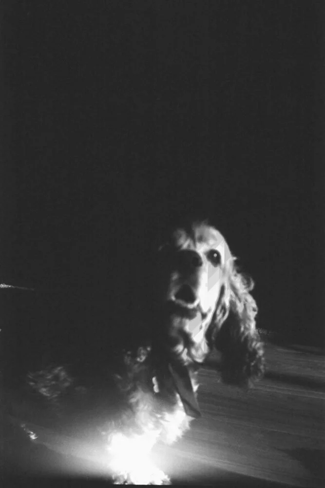 Pete the Cocker Spaniel