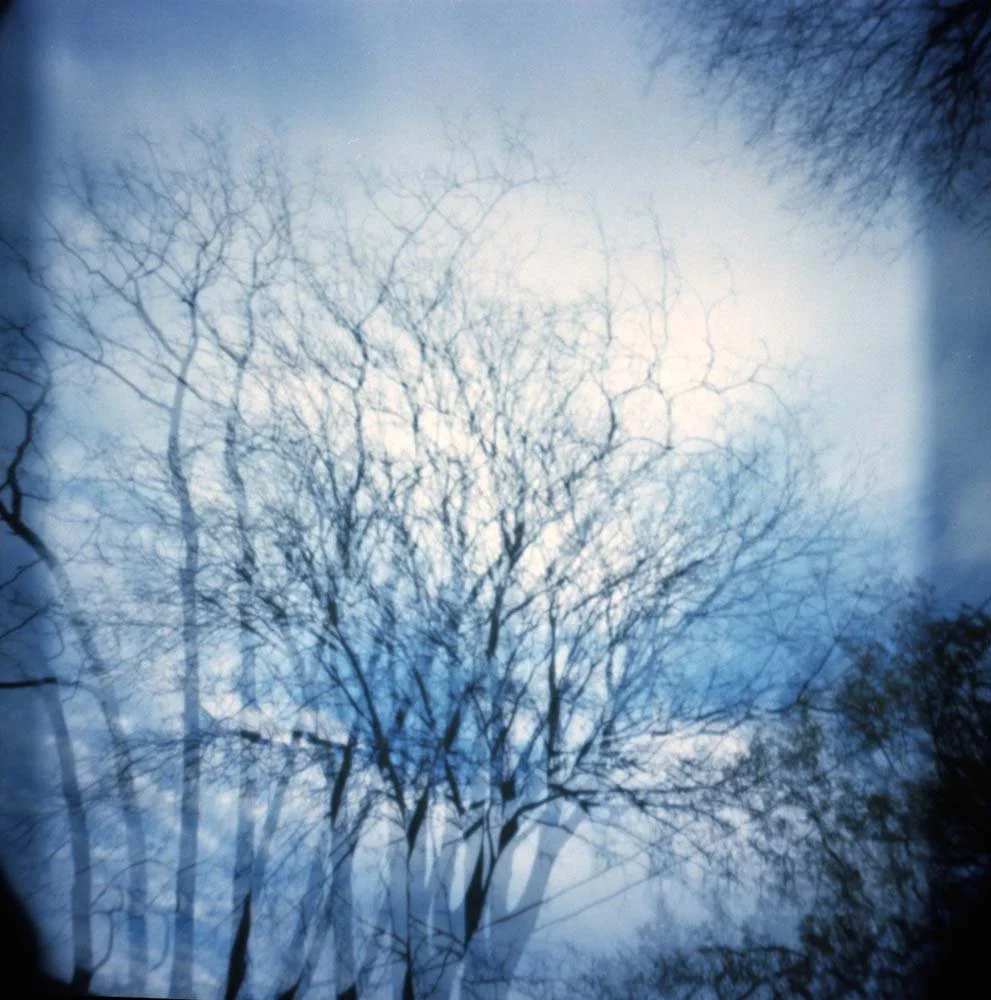 Trees
