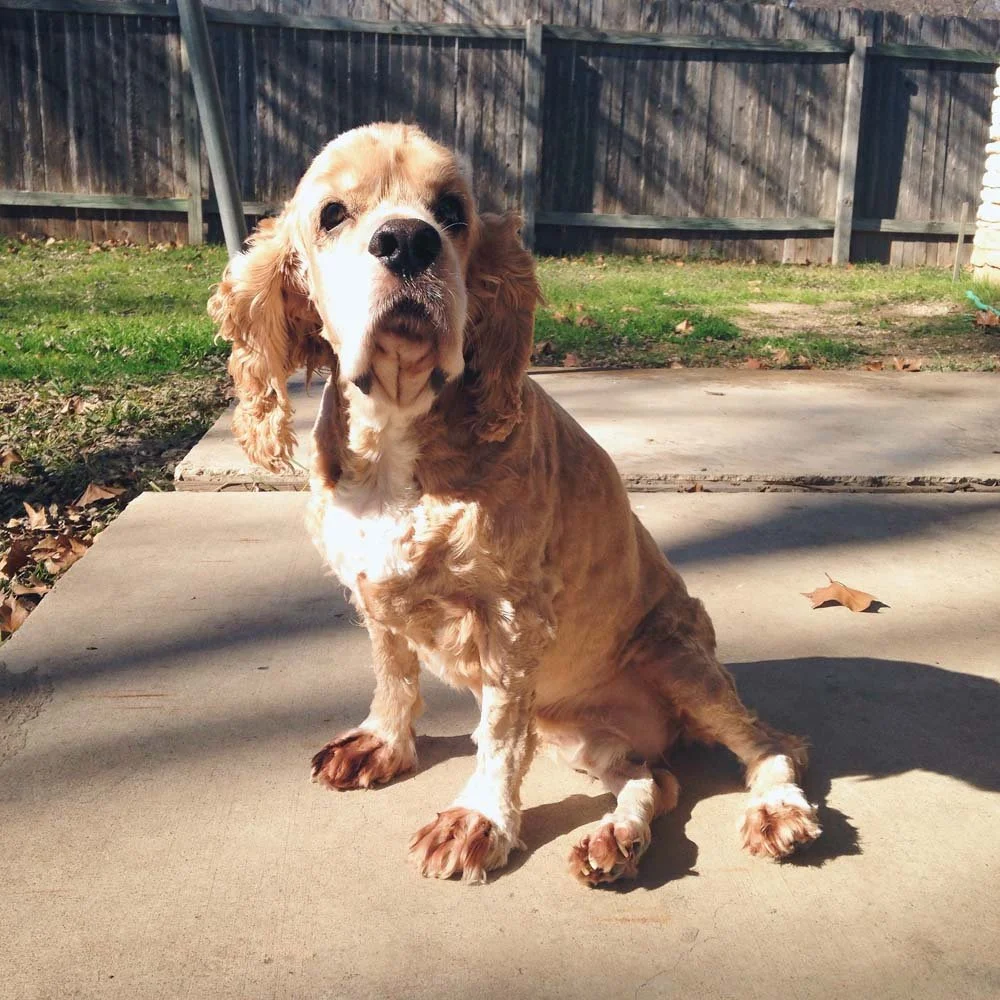 Pete the Cocker Spaniel Dog