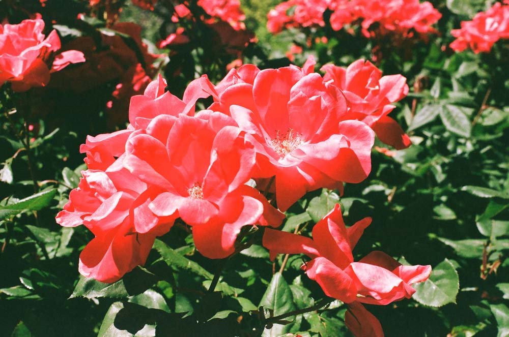 Point Defiance Rose Garden
