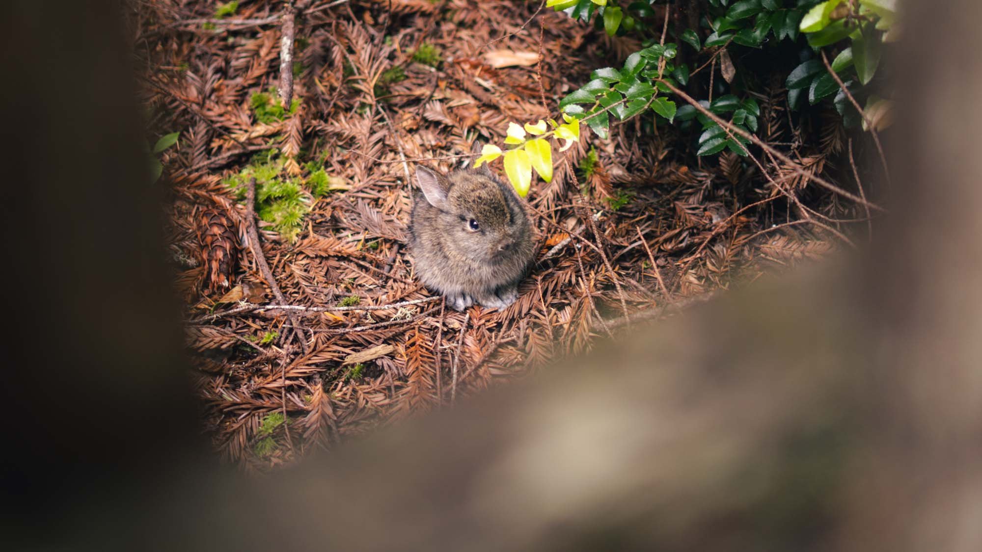 Bunny at Trees of Mystery, Klamath, CA