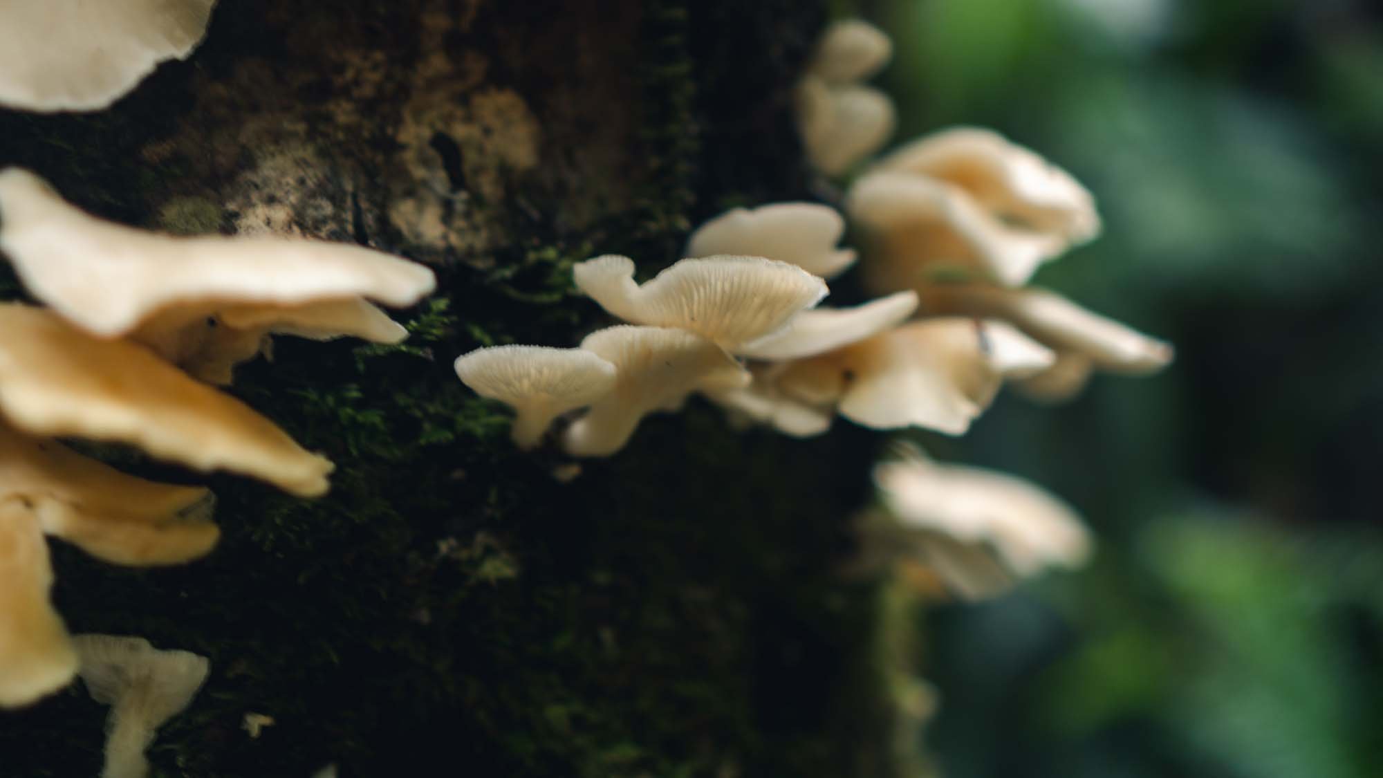 Mushrooms at Trees of Mystery, Klamath, CA