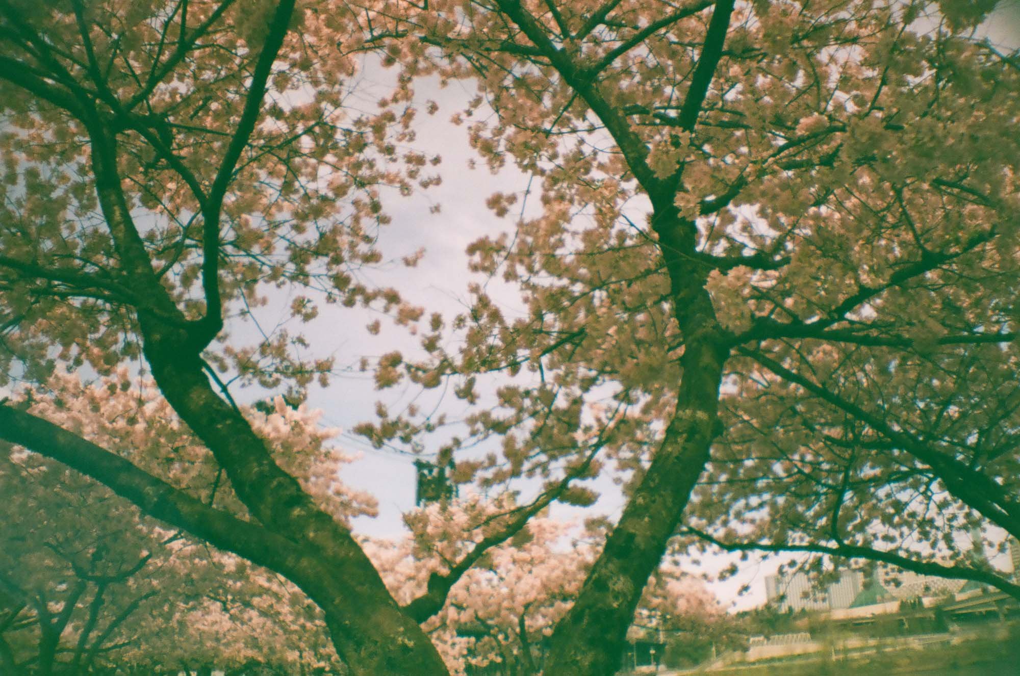 Cherry Blossoms, Portland, OR