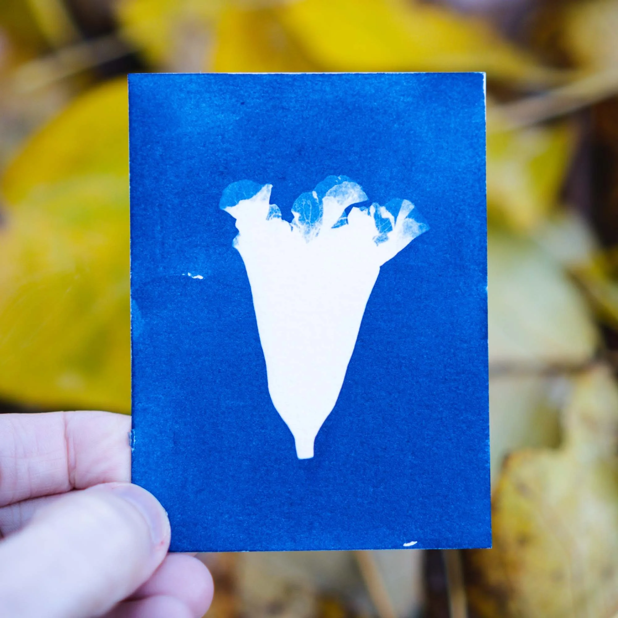 Botanical Cyanotype